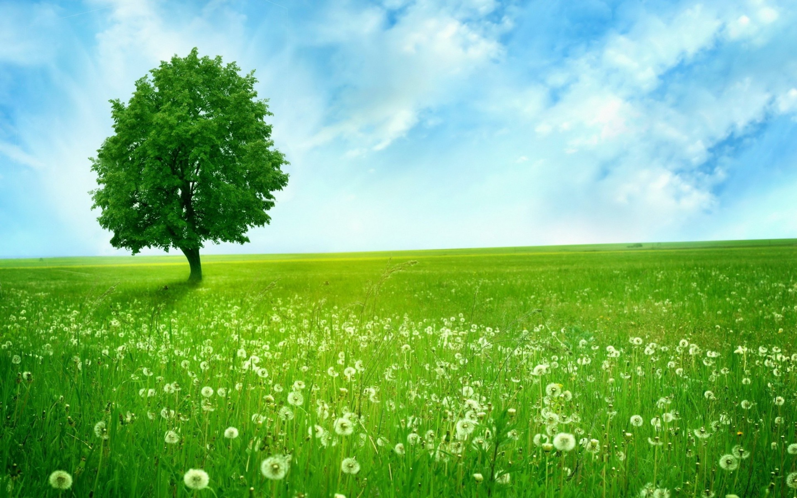Natural Wood Meadow Grass Sky Hd Wallpaper : 