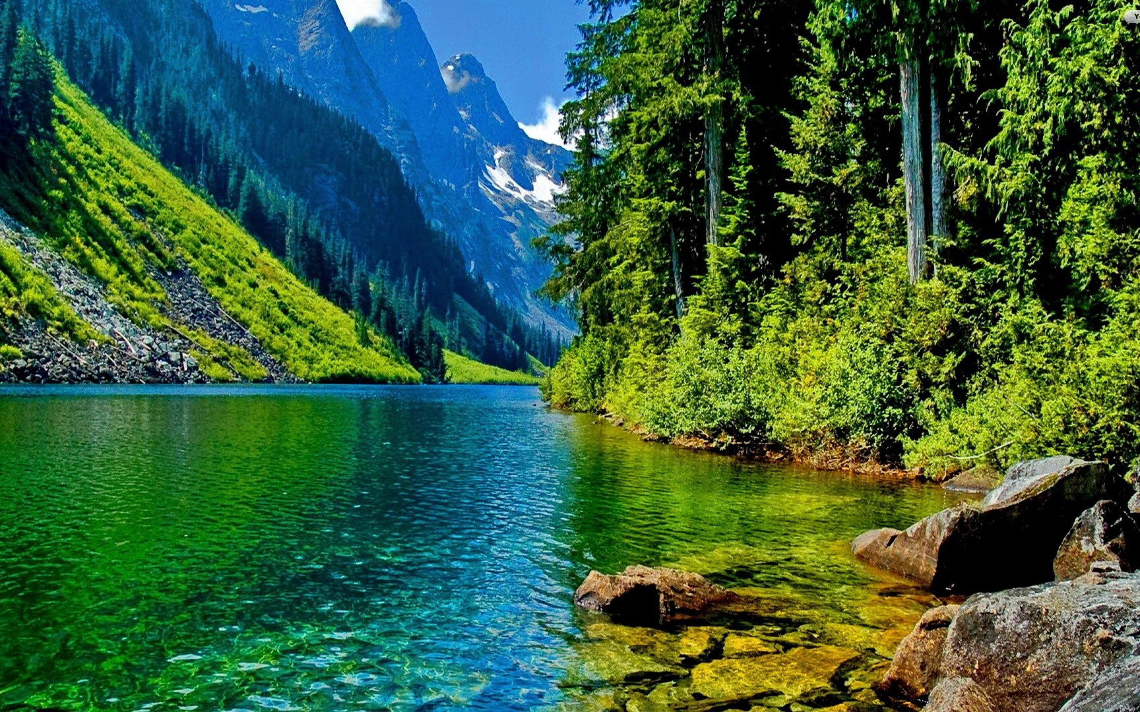 Nature-Landscape-clear mountain river-stone-pine forest and mountainous