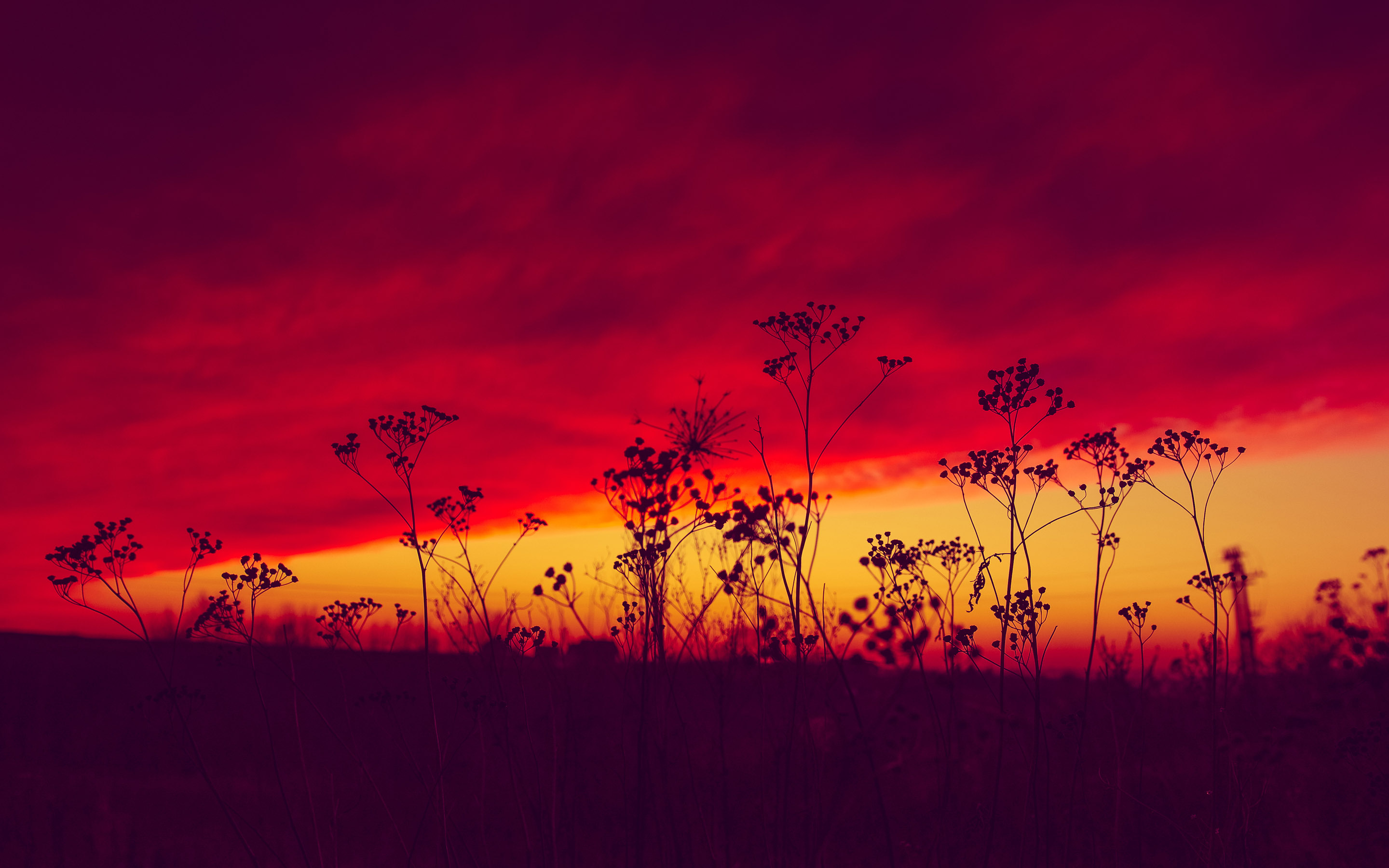 Nature Sunset twilight grass red sky HD 4k Wallpapers : Wallpapers13.com