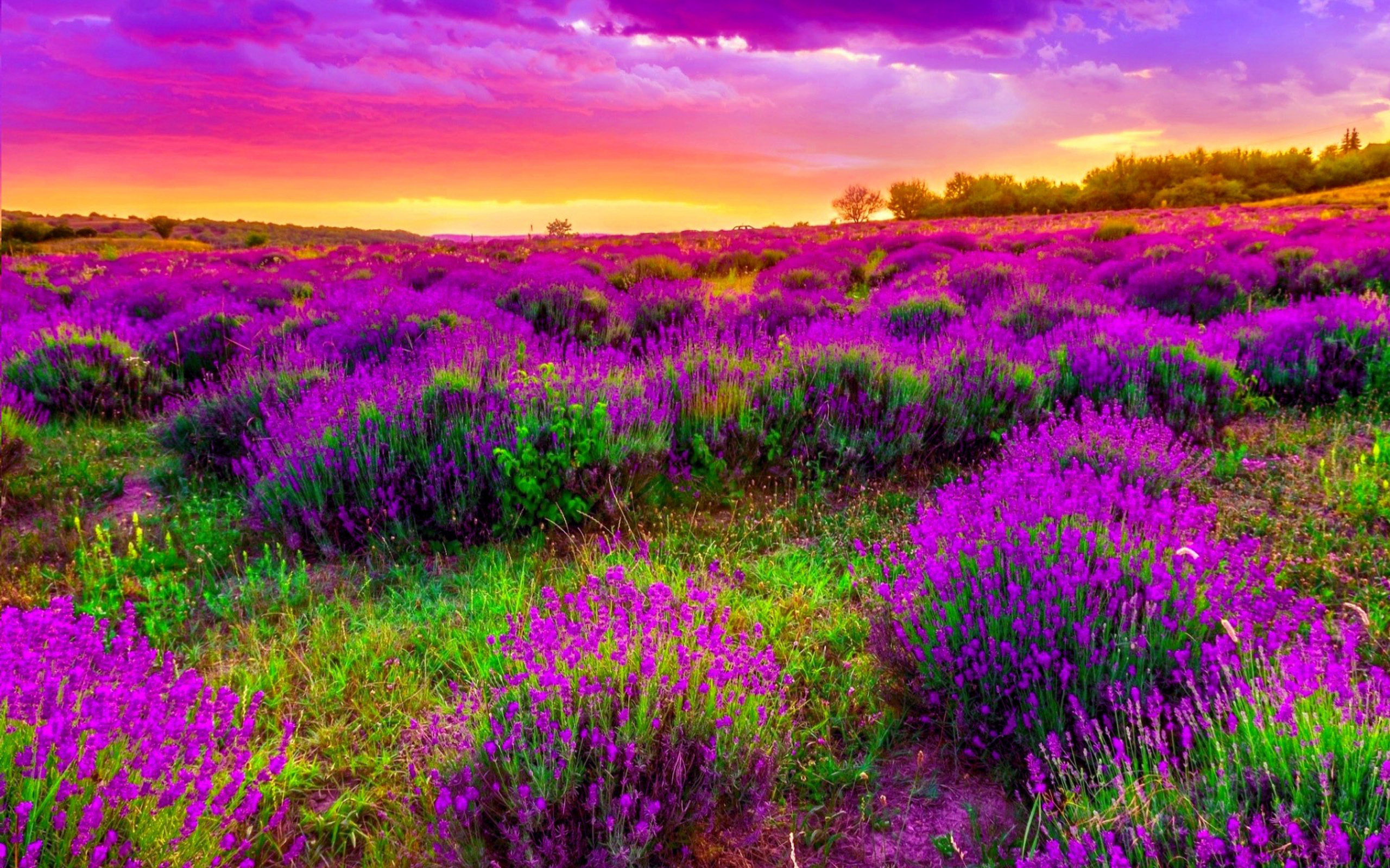 Яркие цвета природы. Вереск полевой фиолетовый. Фиолетовые цветы. Сиреневые цветы. Фиолетовая природа.