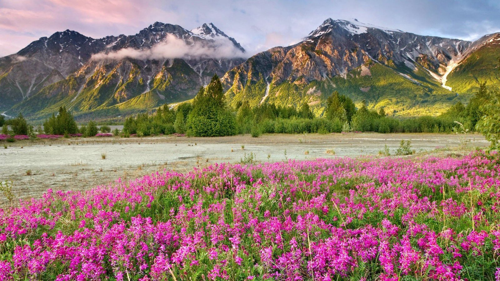 Spring Mountain Landscape Canada Meadow Flowers With Purple Green