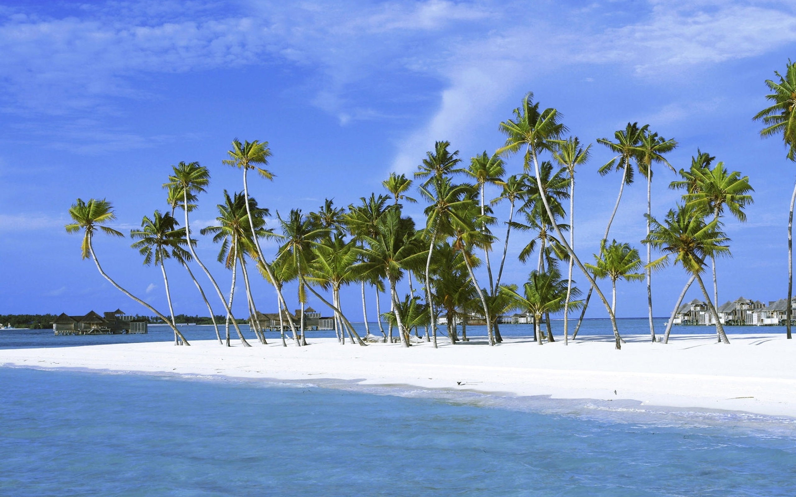 Beach tree. Парадиз остров Карибского моря. Гавайи Ямайка. Карибское море Доминикана. Пляж.