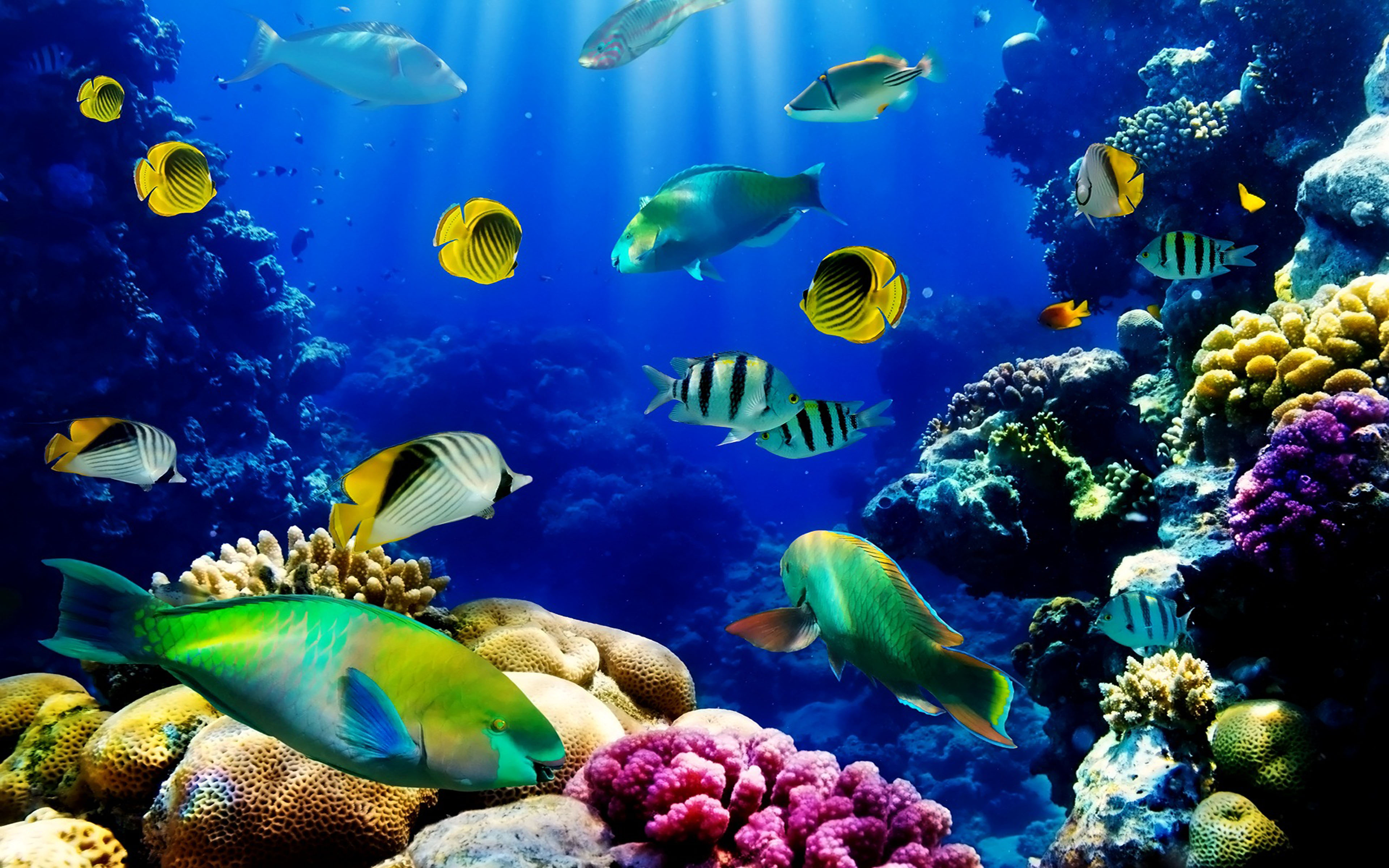 Moving Fish Aquarium Wallpaper Free Download ~ Free Moving Aquarium ...