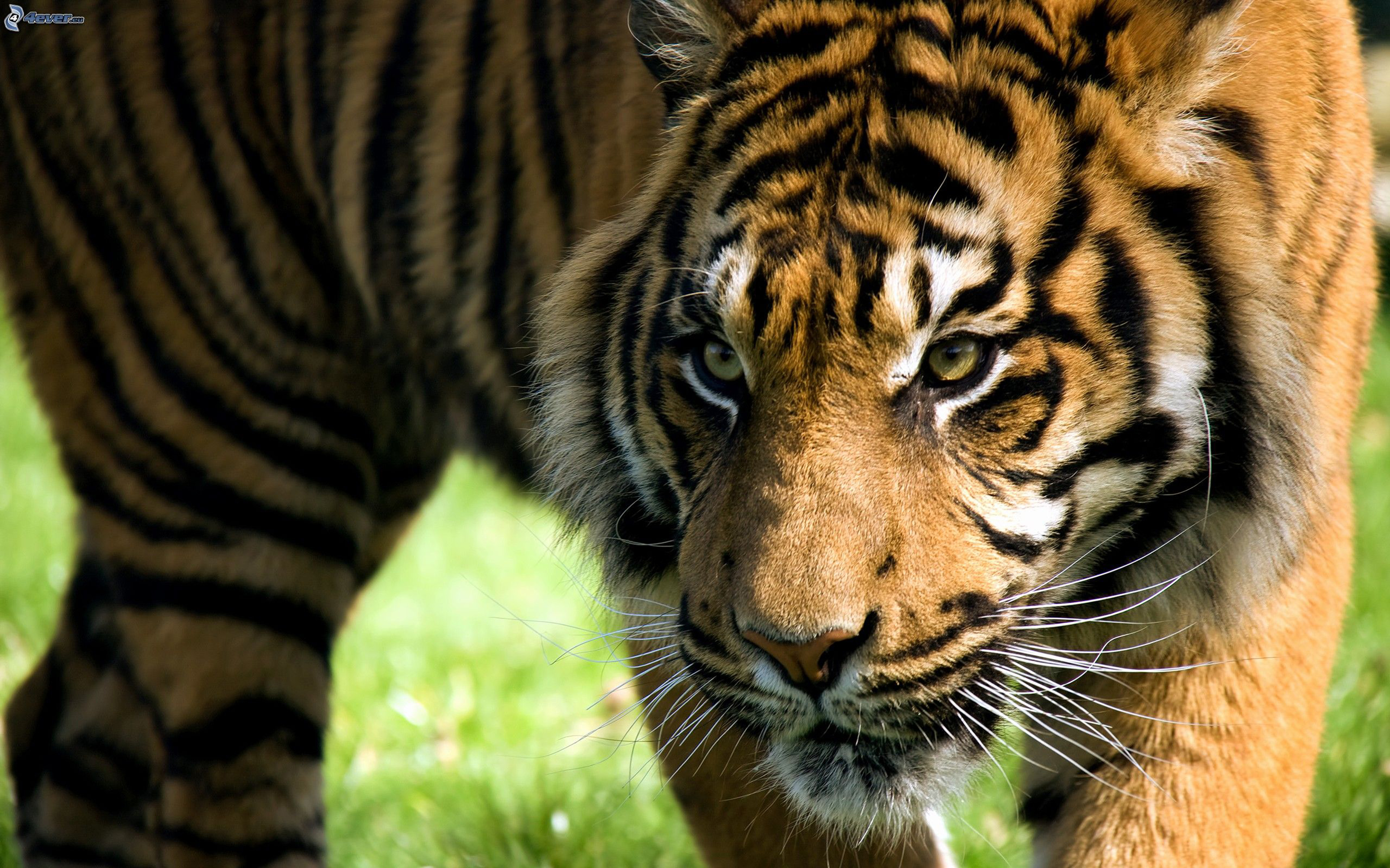 Kartinka. Тайгер тигр. Фото тигра. Тигр животное. Тигры фото красивые.