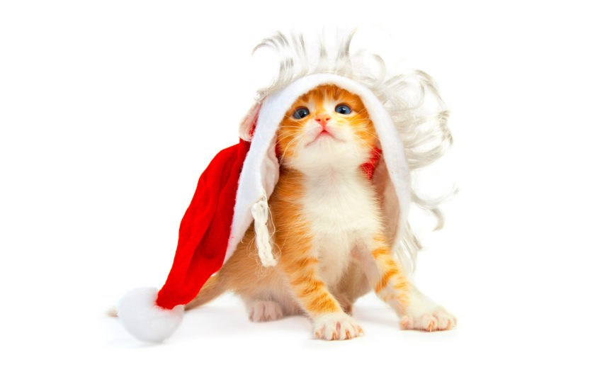 Animals Christmas Picture Cute Yellow Kitten Hd Wallpaper : 