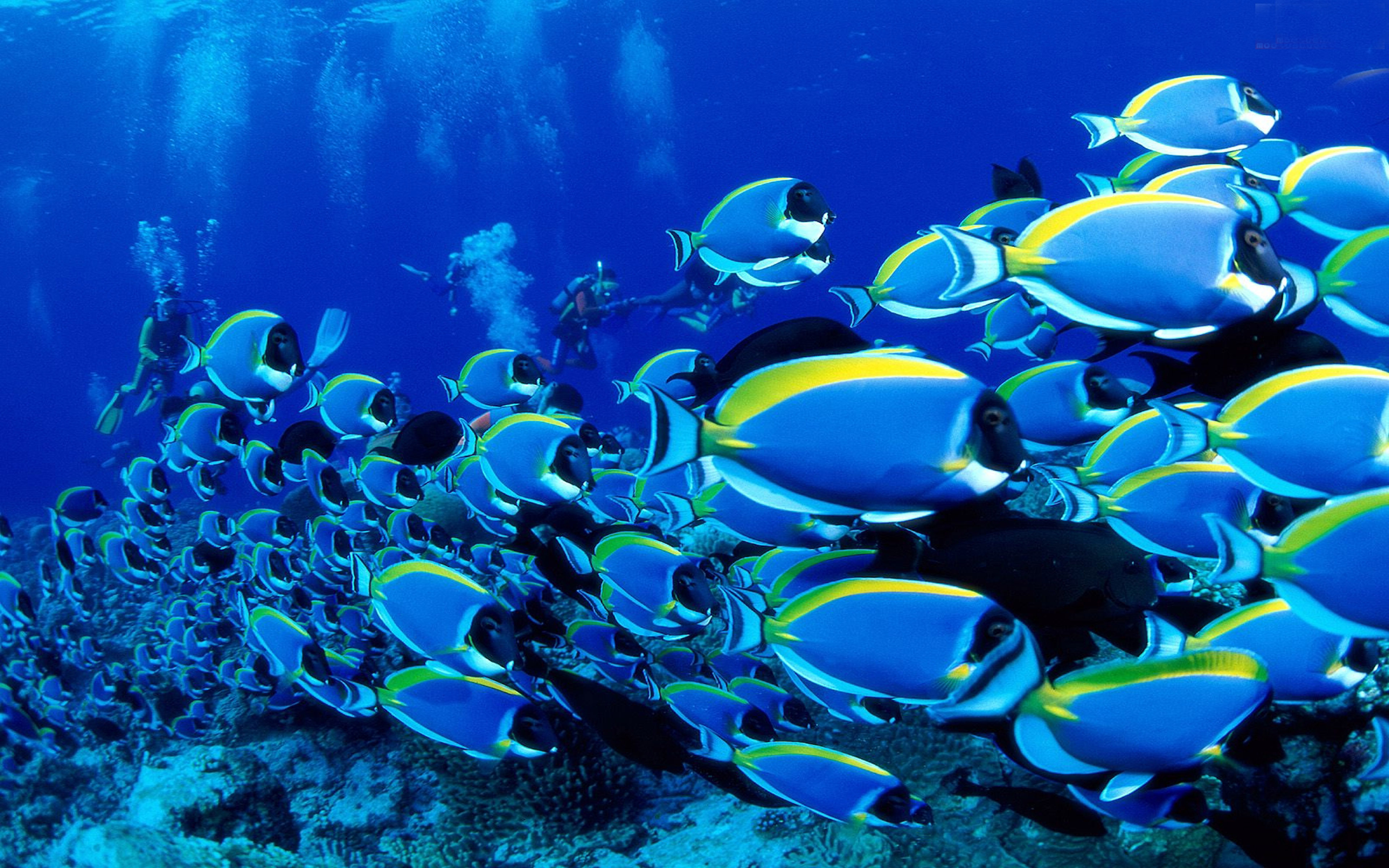 Видео океана лучшее. Подводный мир. Тропические рыбки. Подводный мир океана. Самый красивый подводный мир.