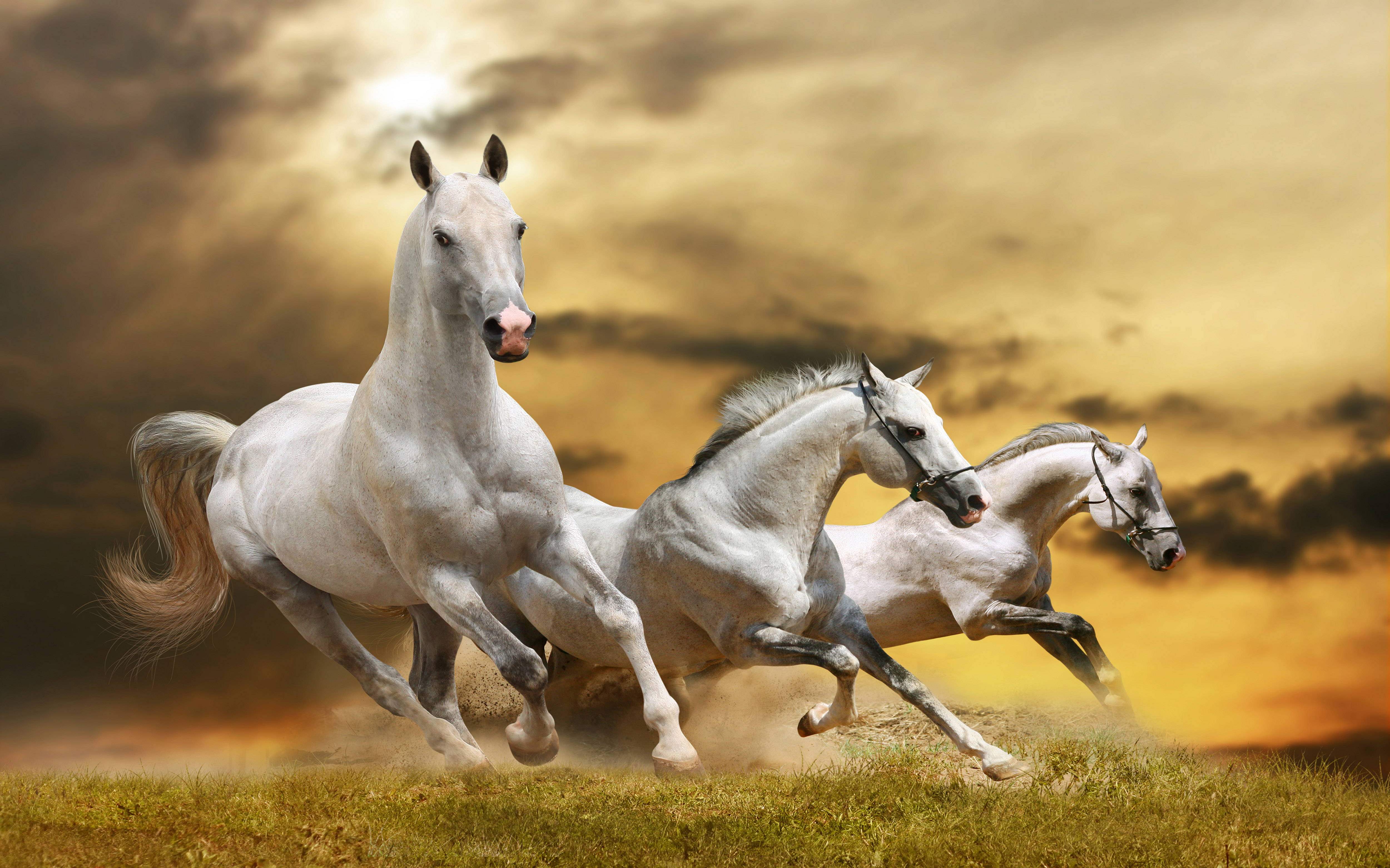 Animals White Horses In Galloping Wallpaper Hd 7358
