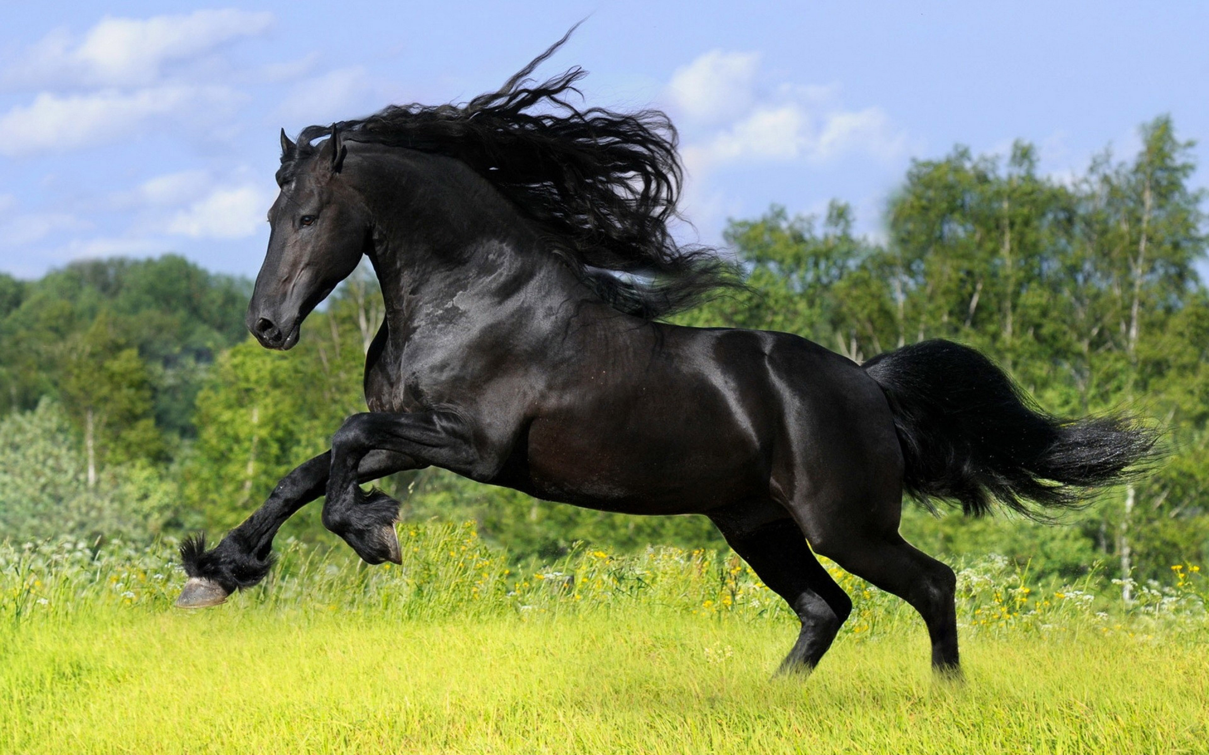 Про черного коня. Пегая Фризская лошадь. Фризская лошадь гнедая. Фризская Вороная. Вороная Фризская лошадь.