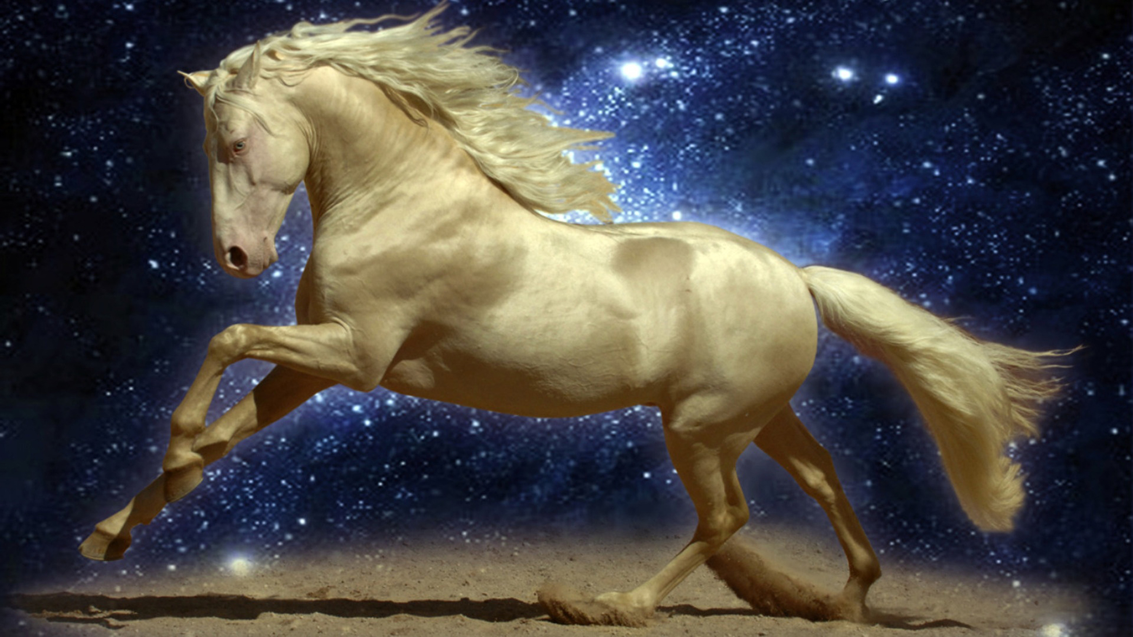 Beautiful Golden Horse-Night-sky-Stars-sand-Wallpaper Hd : 