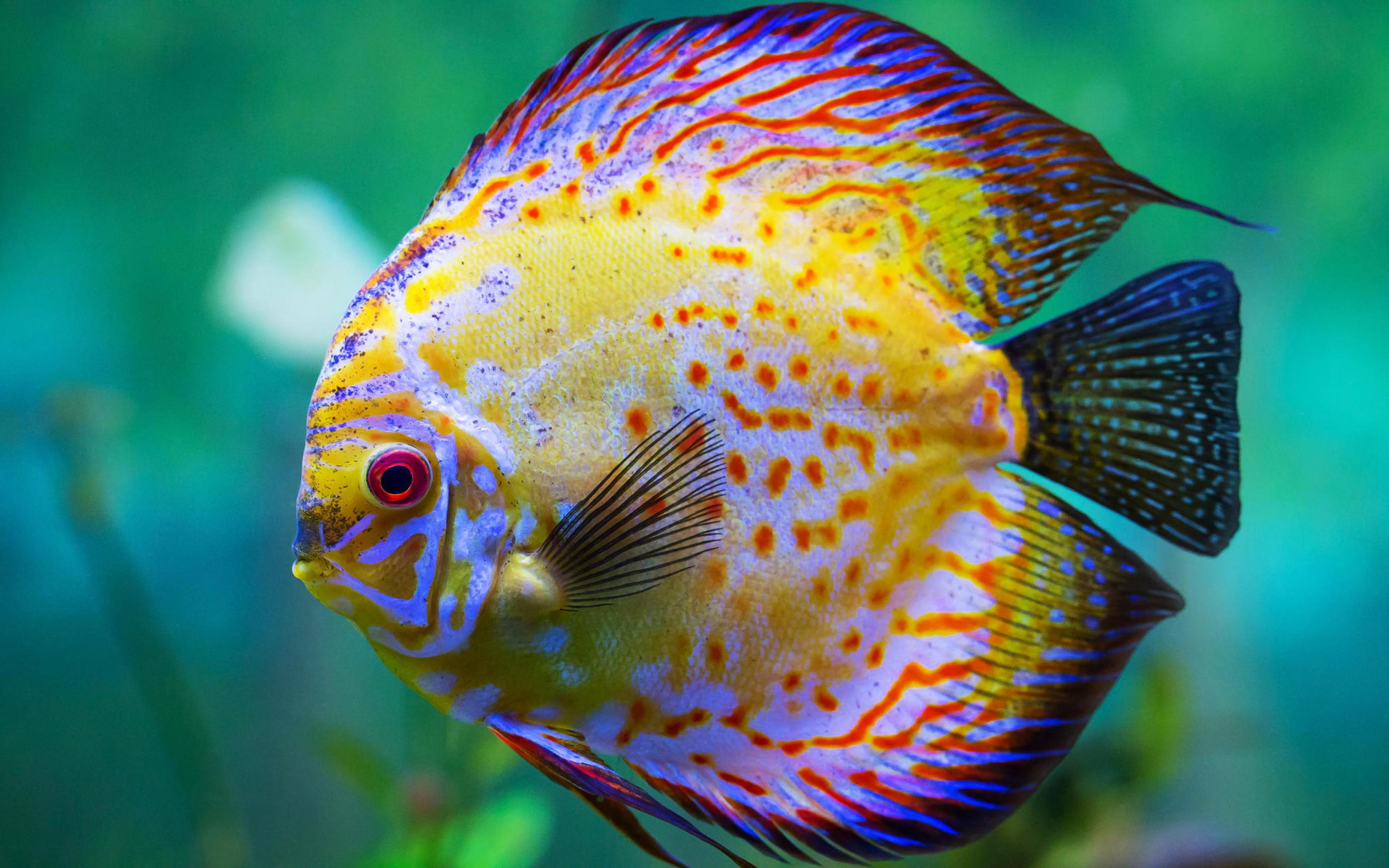 Beautiful Hd Wallpaper Yellow Sea Fish 3840x2400 