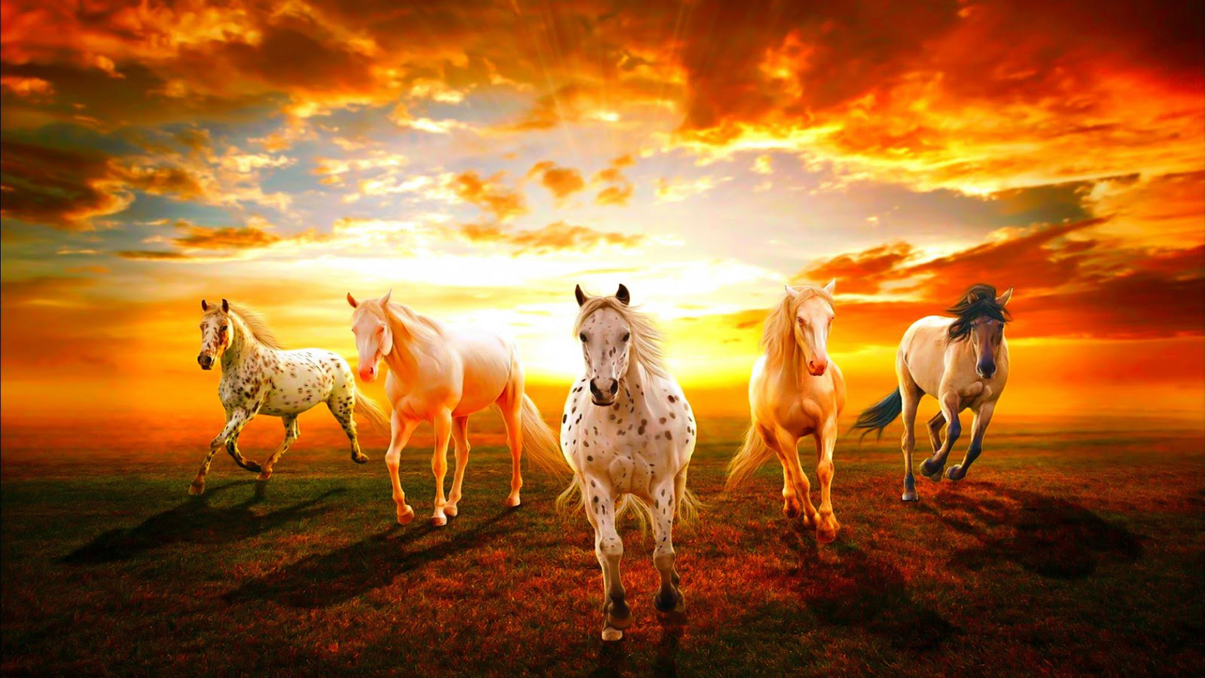 Beautiful Wallpaper Hd Horses Sunset Hd Wallpaper : 