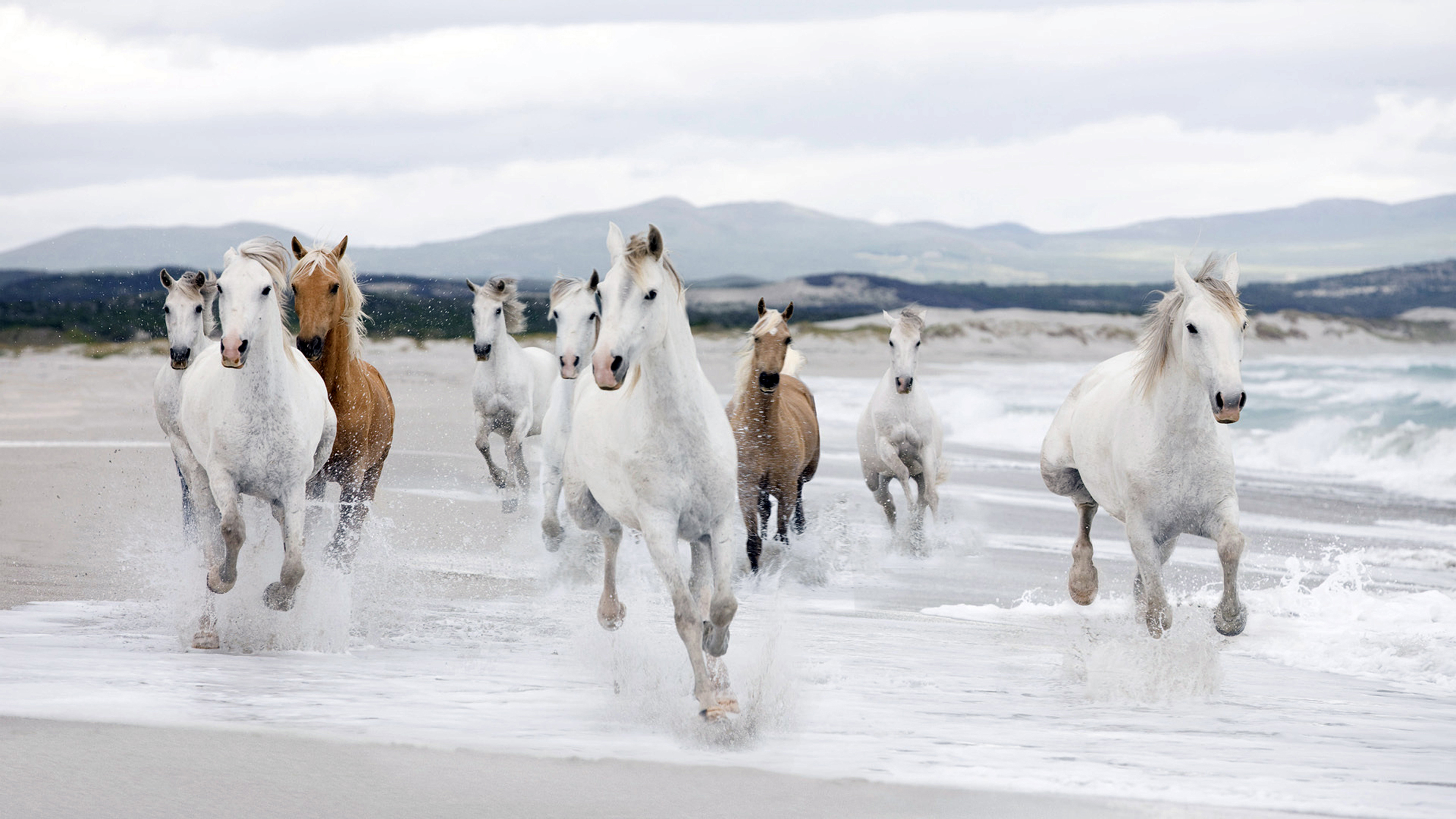 Beautiful White-Horse-Running-beach-wallpaper Hd 78294 : 