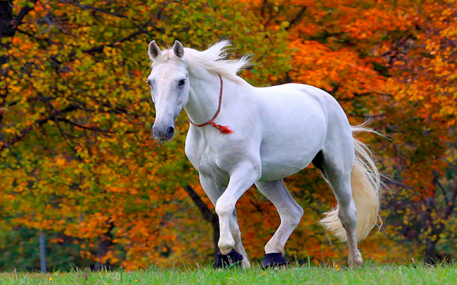 Horses are beautiful