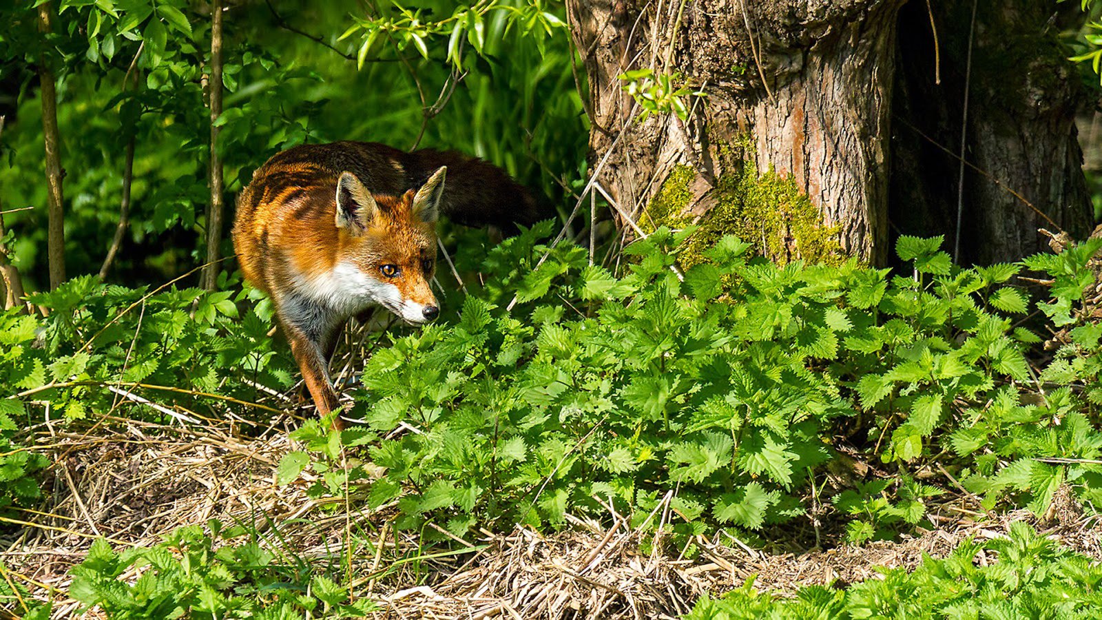 Beautiful Background With Fox Woods Nettle Tree Hd Wallpaper