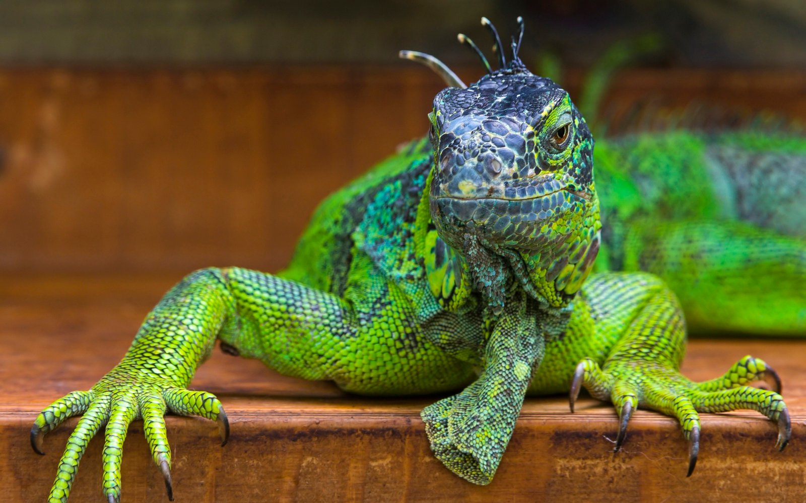 Big Green Iguana Iguana Wallpaper Hd : Wallpapers13.com