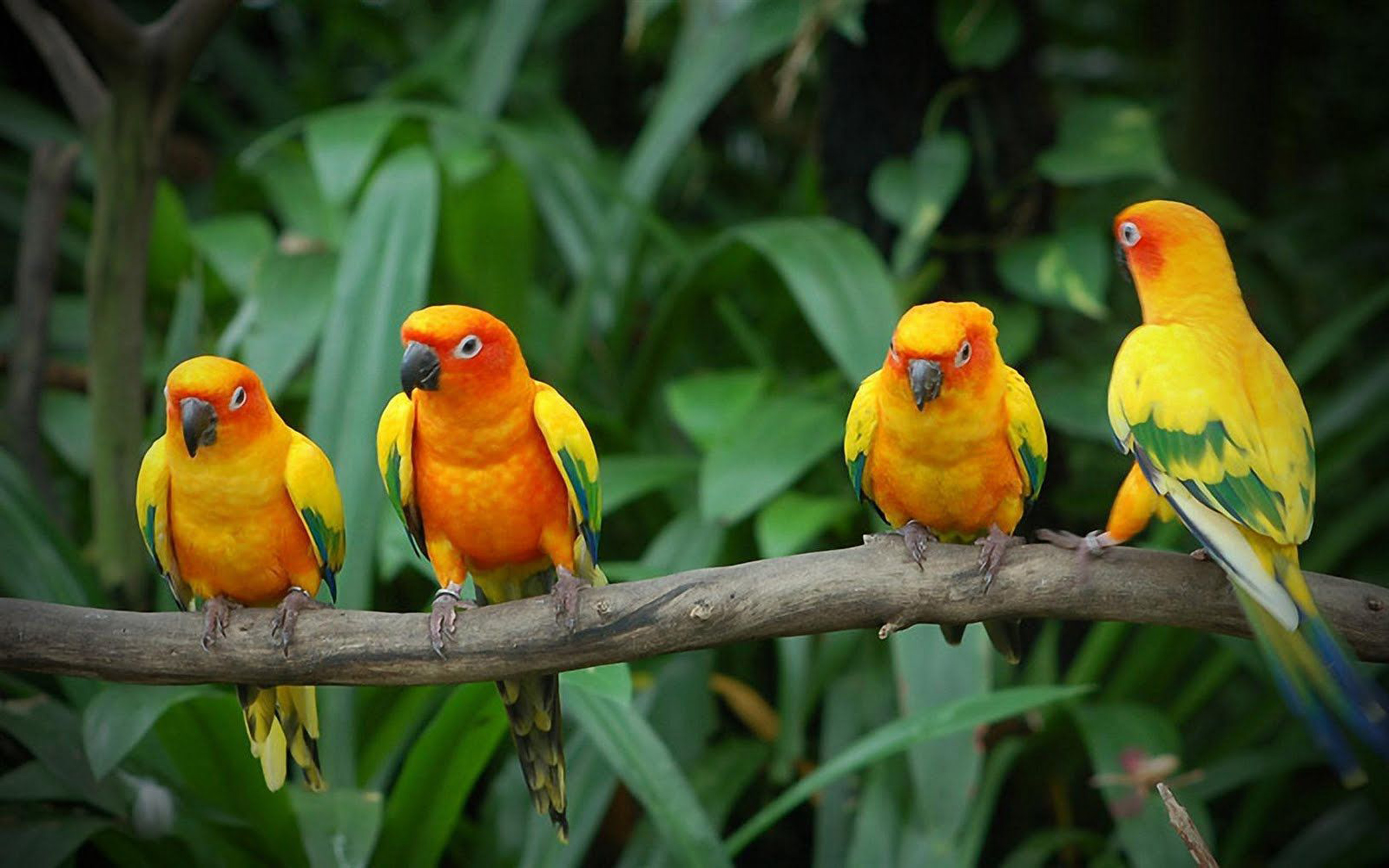 Птицы лов. Неразлучники попугаи. Попугаи неразлучники Какаду. Мадагаскарский попугай. Попугай неразлучник желтый.
