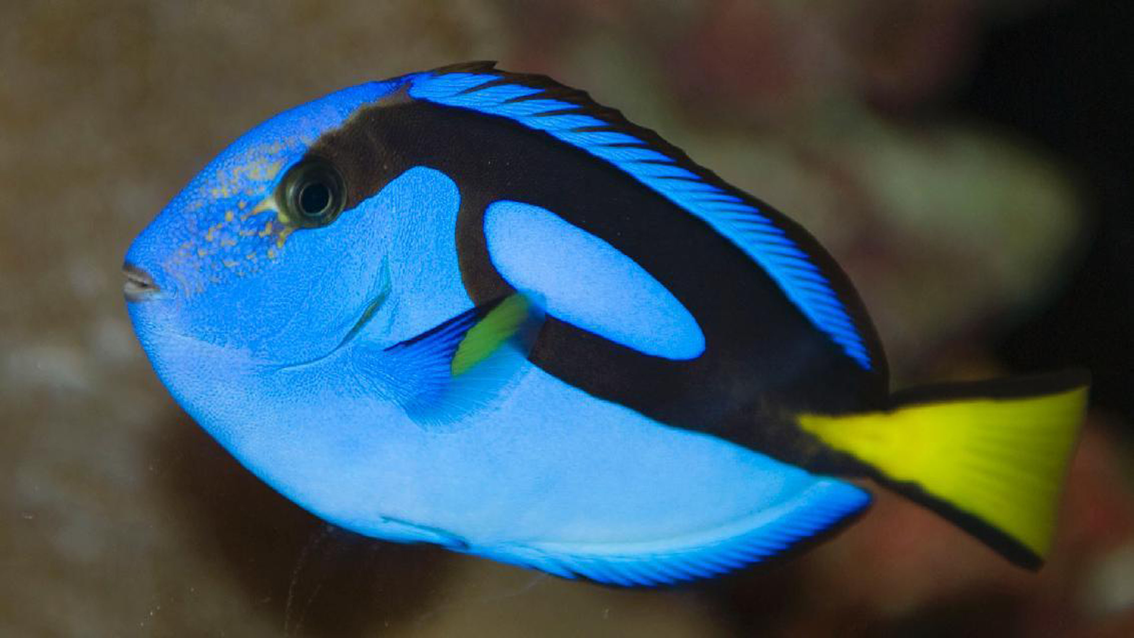 Blue Tang Or Flagtail Surgeonfish 3840x2400 : Wallpapers13.com