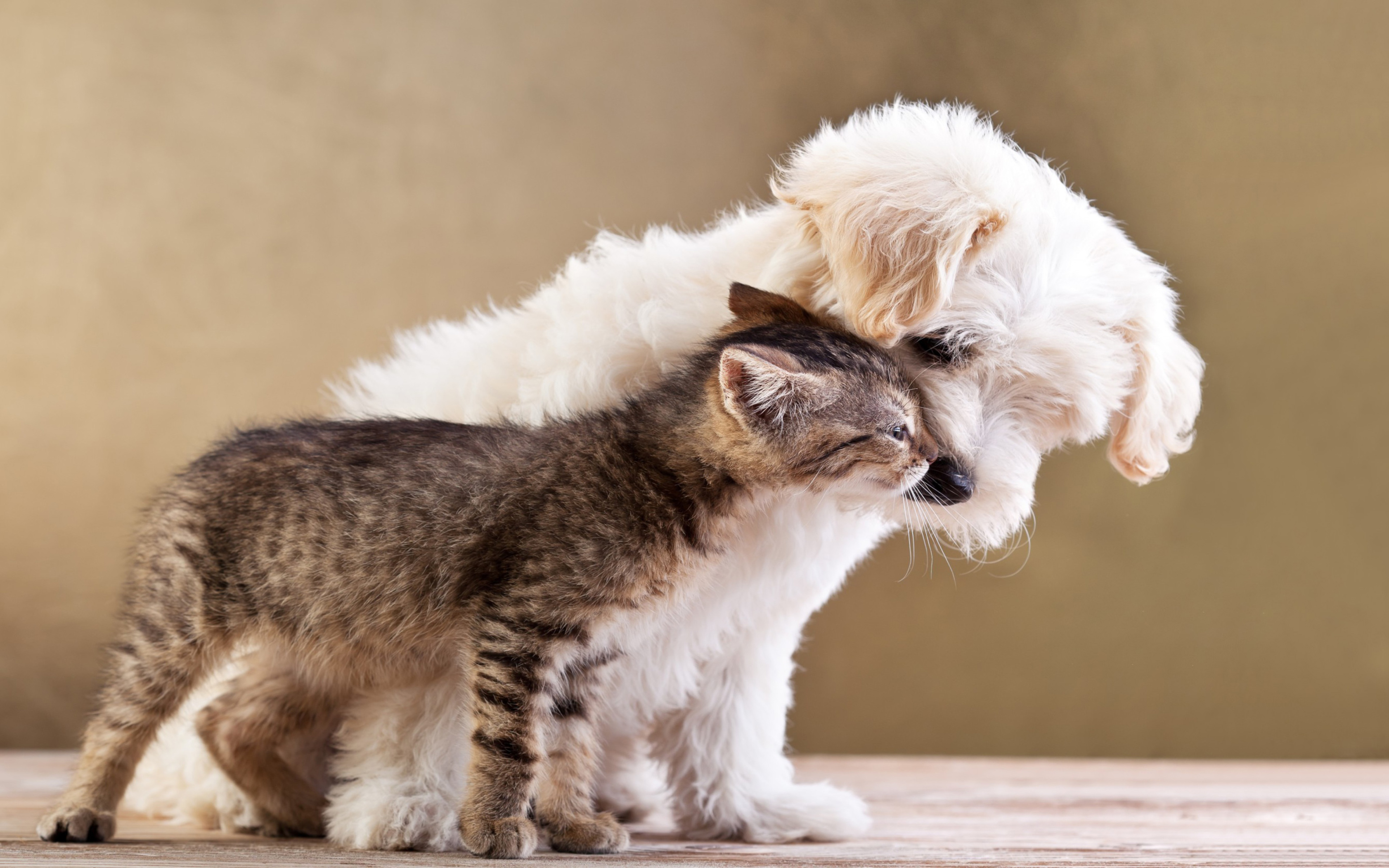 Cat And Dog Mobile Wallpaper Hd : Wallpapers13.com