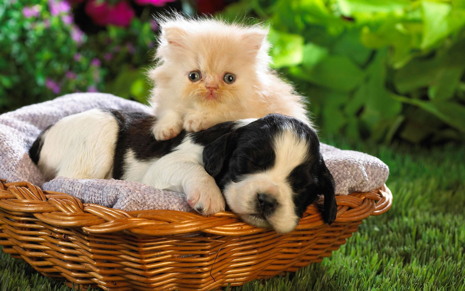 Cute Puppy And Kitten Wallpaper Hd : Wallpapers13.com