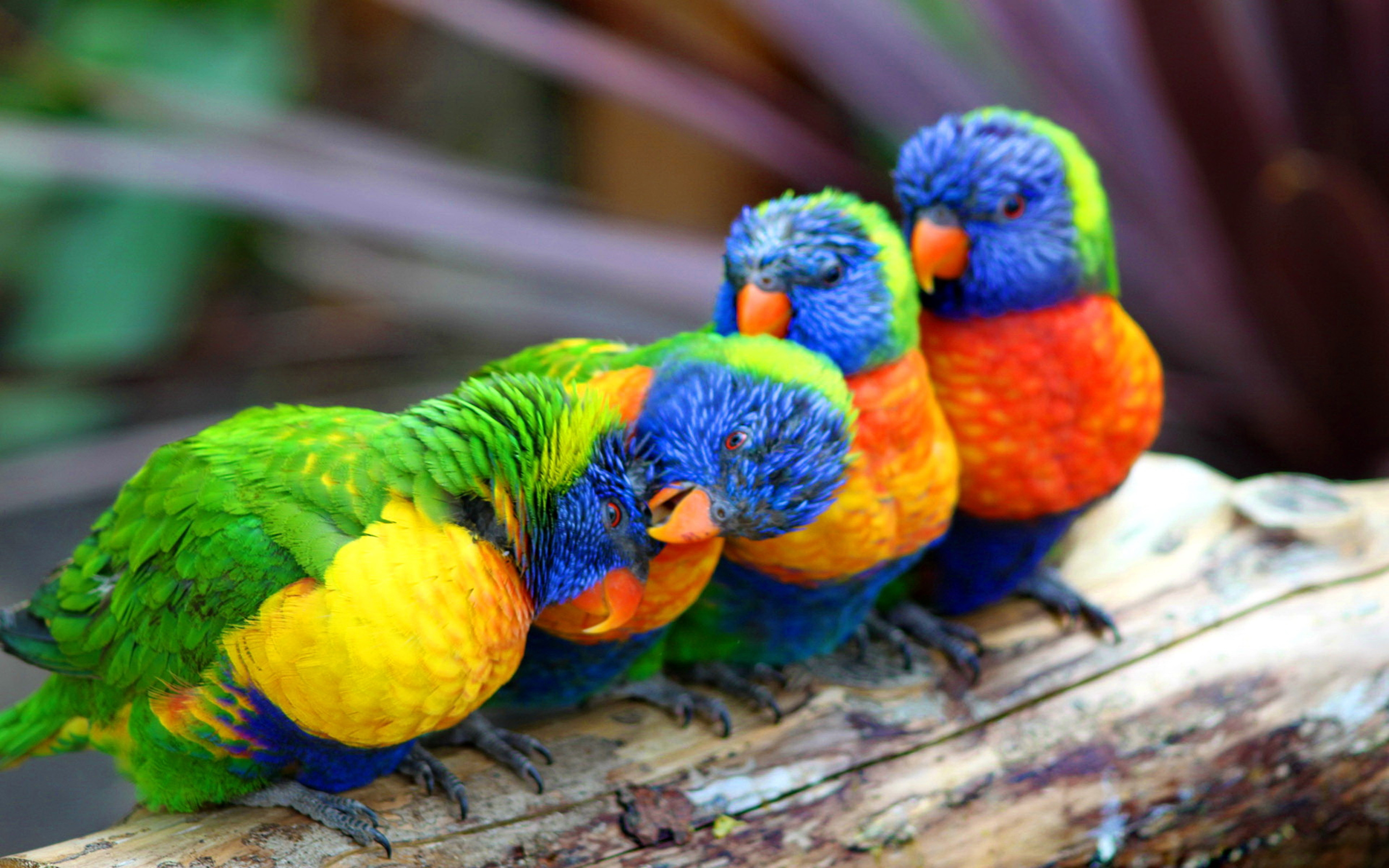 Cute Colorful Parrot Wallpapers Hd : Wallpapers13.com