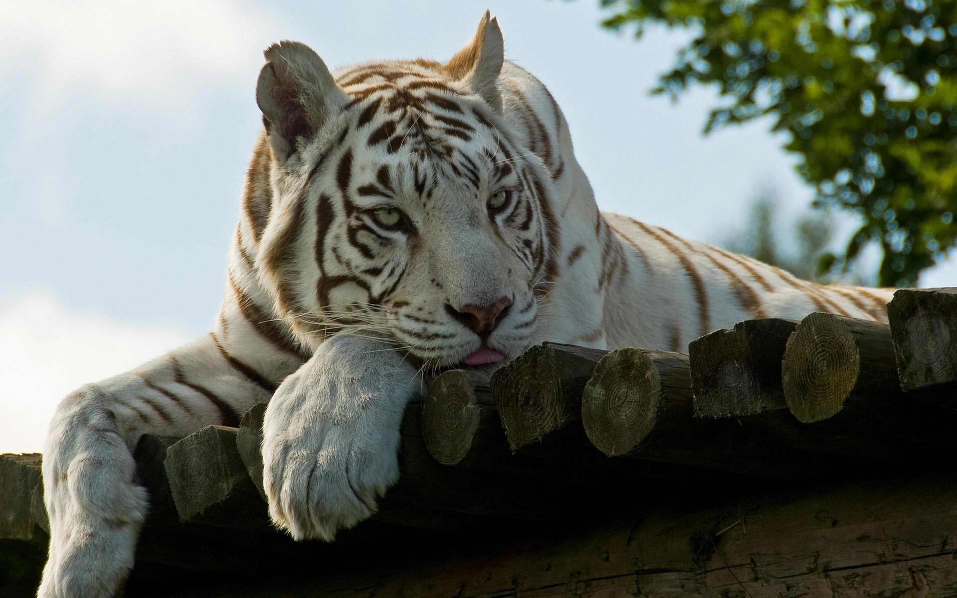 Обои рабочего стола 1366. Уссурийский тигр белый. Уссурийский тигр альбинос. Бенгальский тигр альбинос. Белый тигр альбинос.