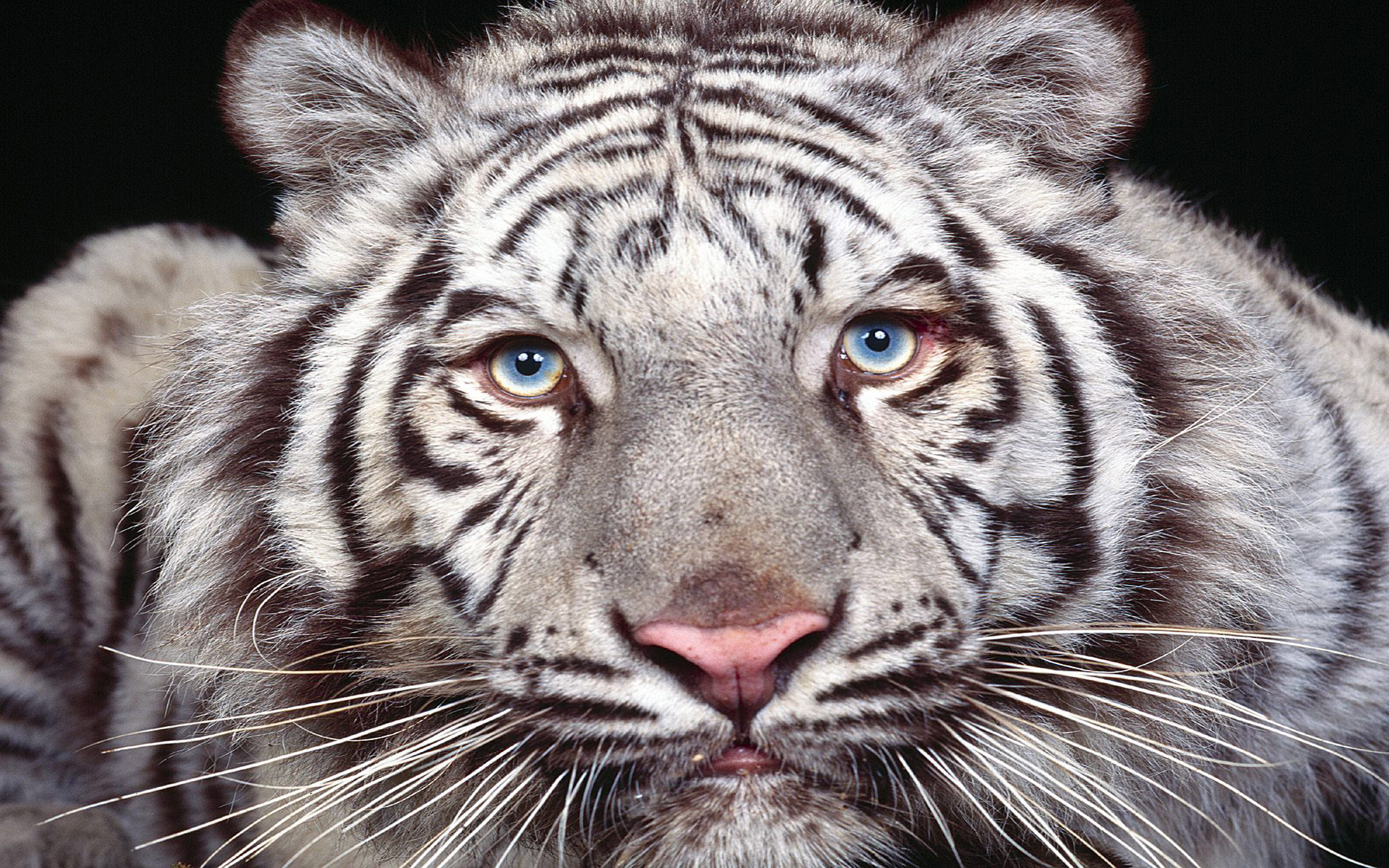 Desktop Photos Of Baby White Tigers Wallpaper Download Hd