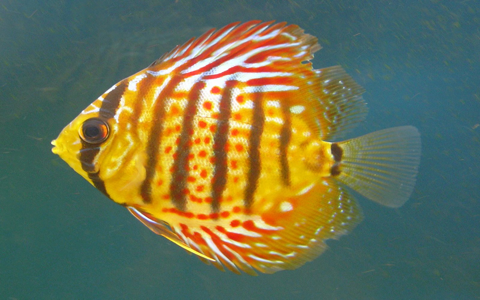 red discus fish red discus fish