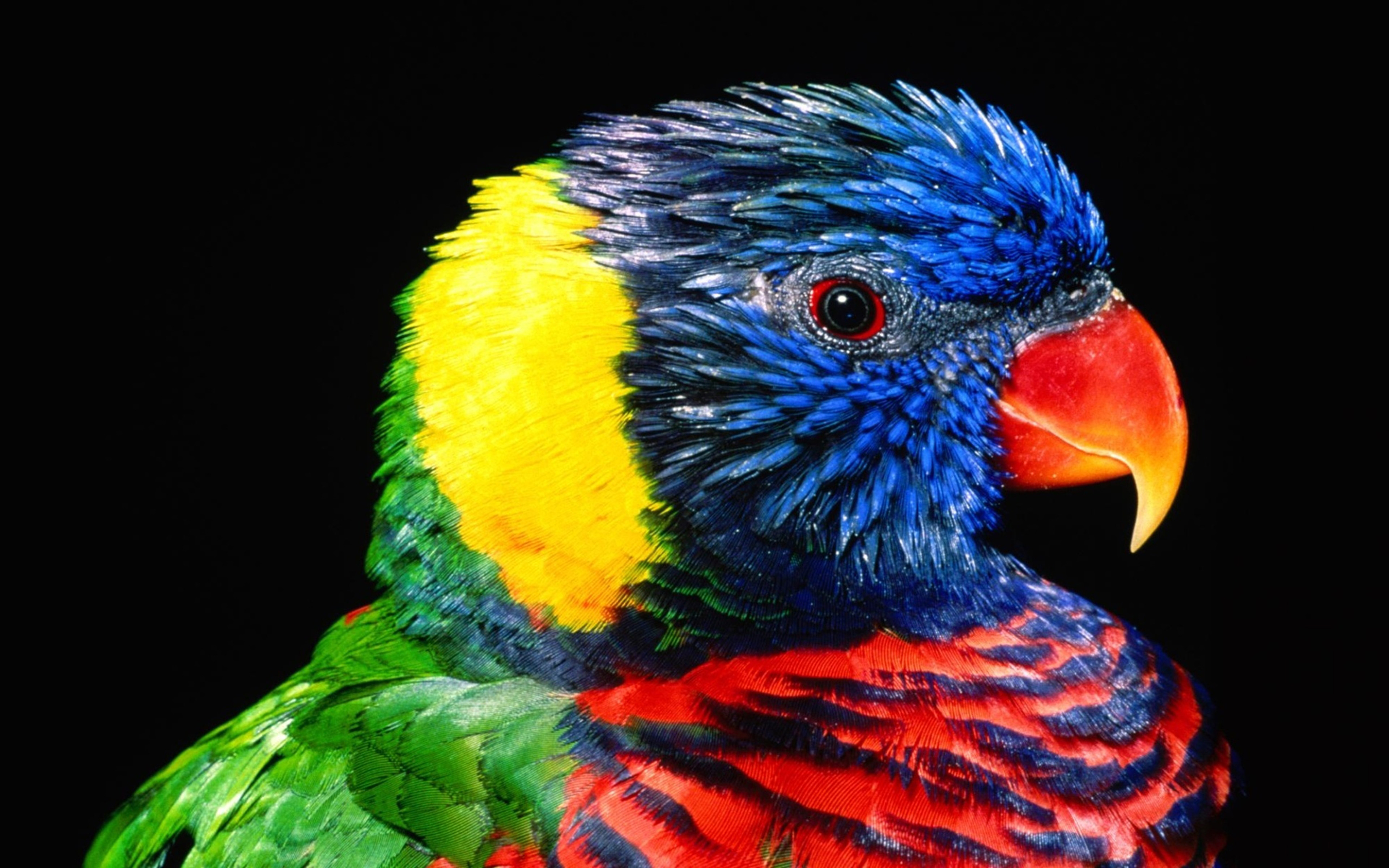 Download Rainbow Lorikeet Exotic Birds Pictures Download Hd Wallpaper