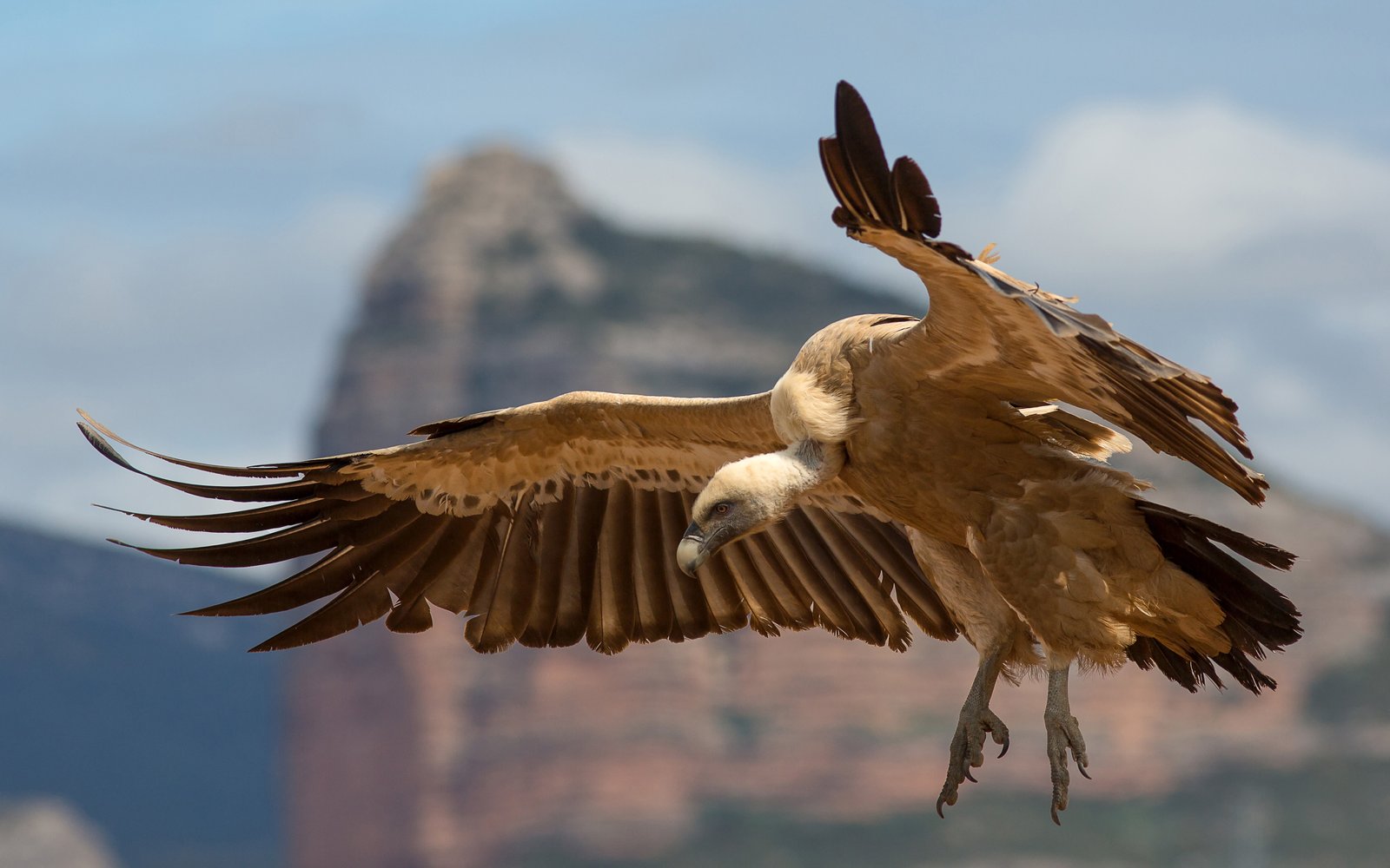 Eagle Griffon Vulture Hd Wallpaper : Wallpapers13.com