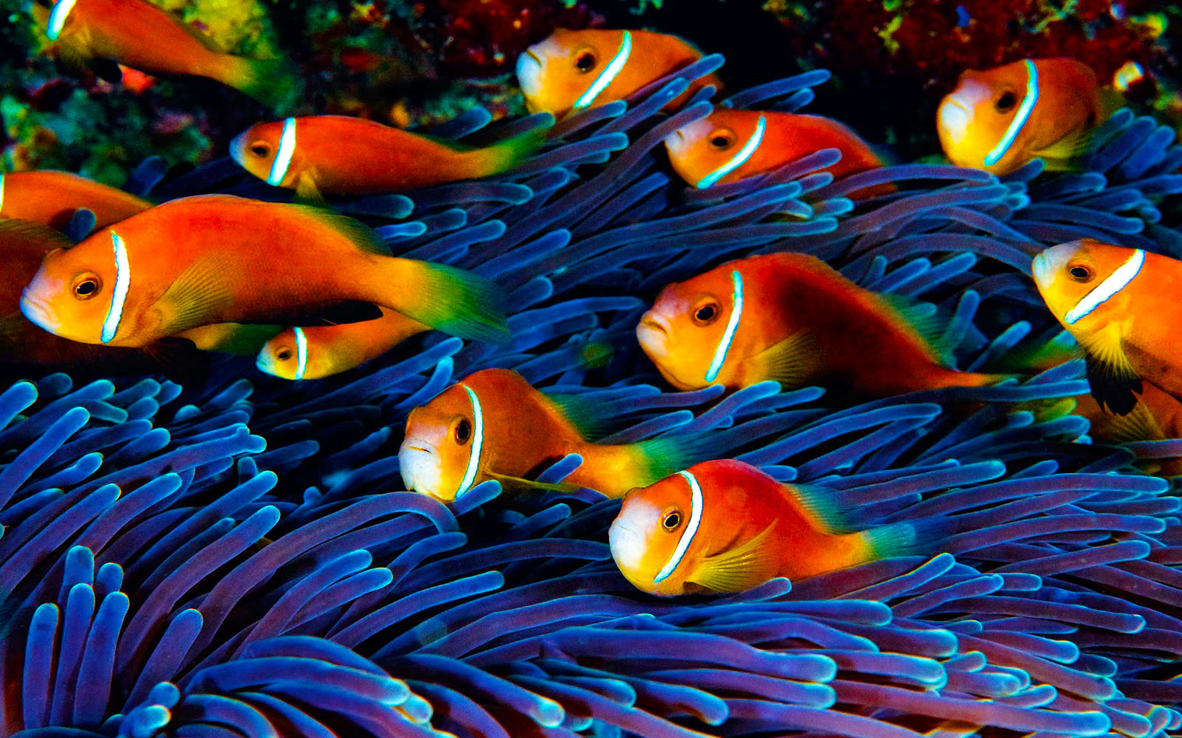 Fish Wallpaper Hd Underwater World : Wallpapers13.com