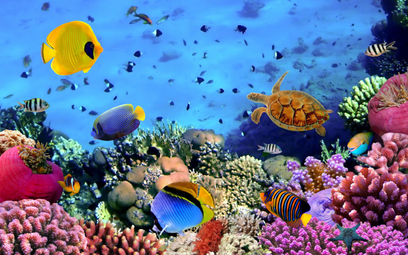 Fish, Corals, Turtle Beautiful Underwater Wallpaper Hd Widescreen ...