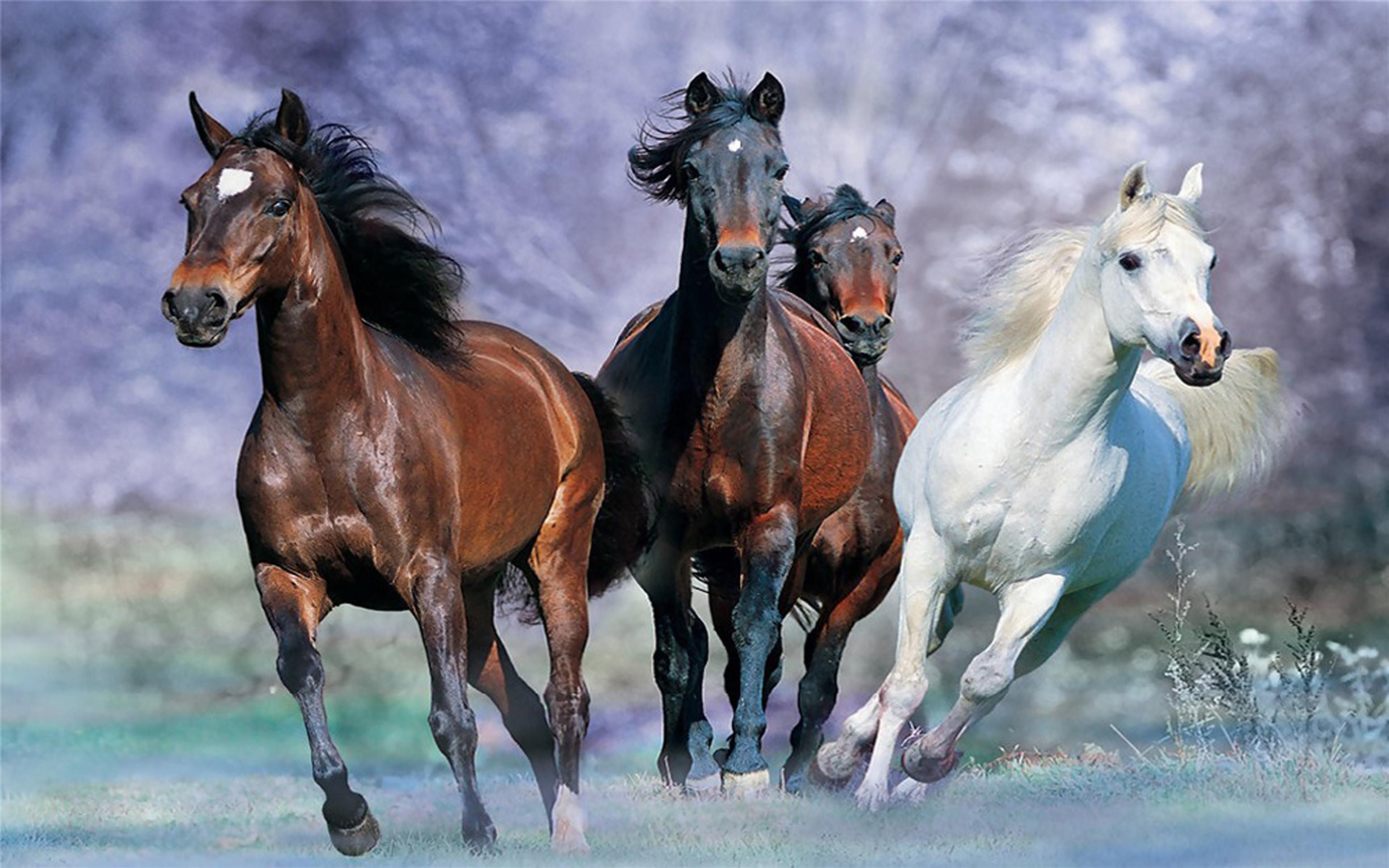 Galloping Horse Desktop Background Images Widescreen : Wallpapers13.com