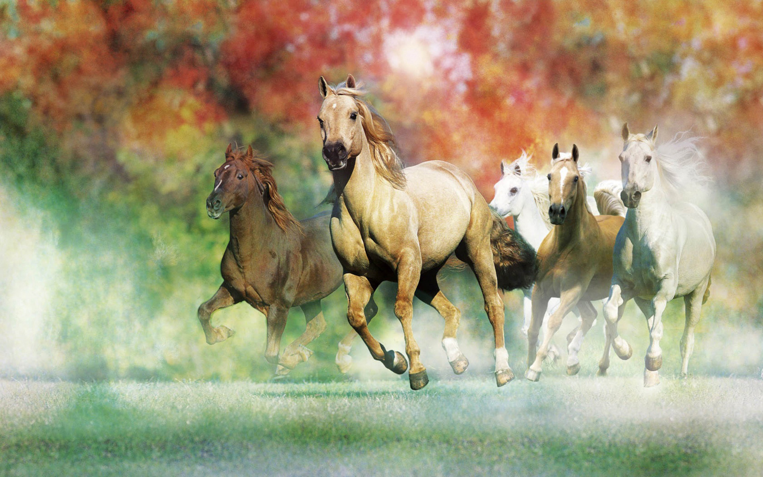 Galloping Horses For Desktop Wallpapers 2560x1600 : Wallpapers13.com