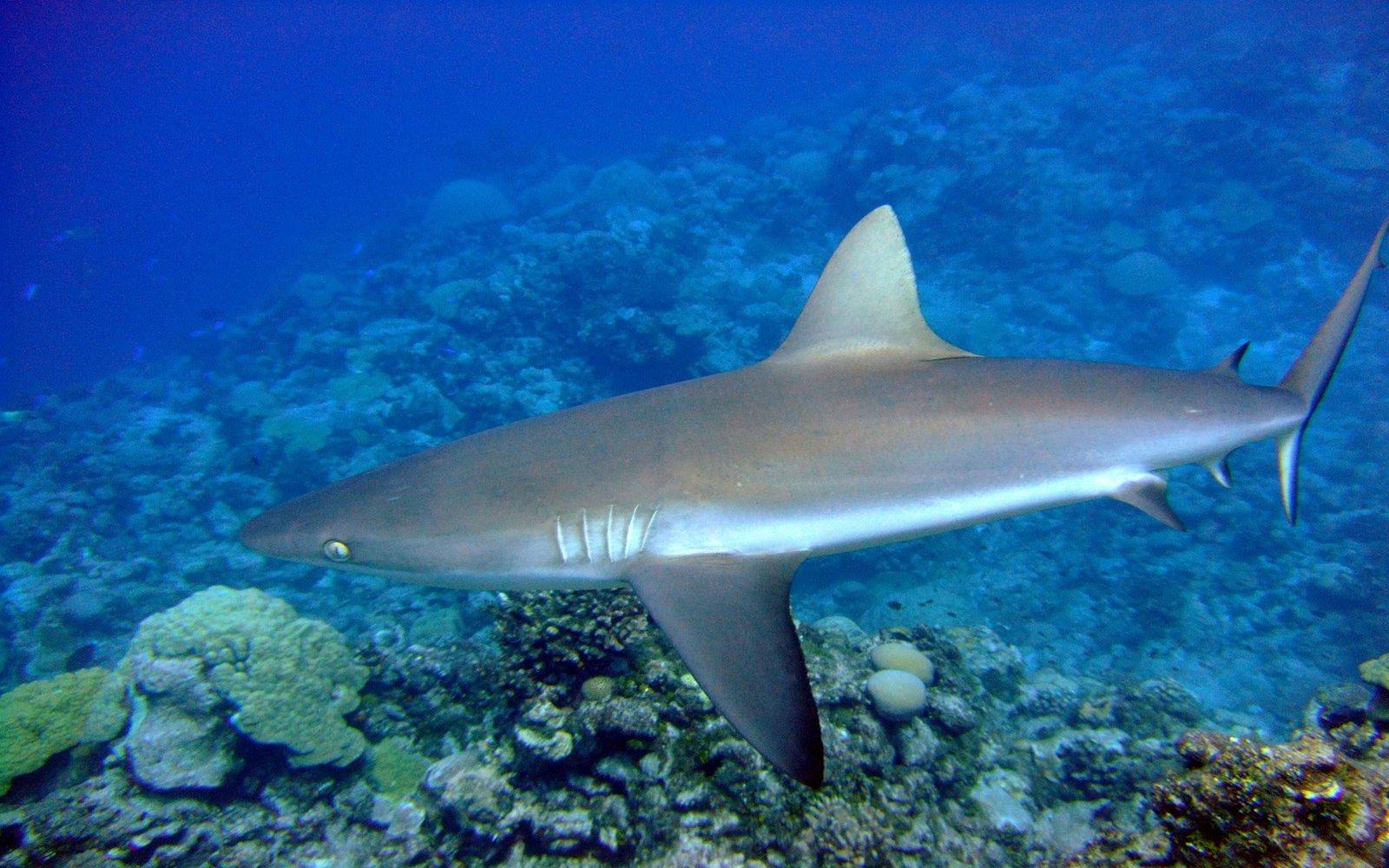 В красном море есть акулы