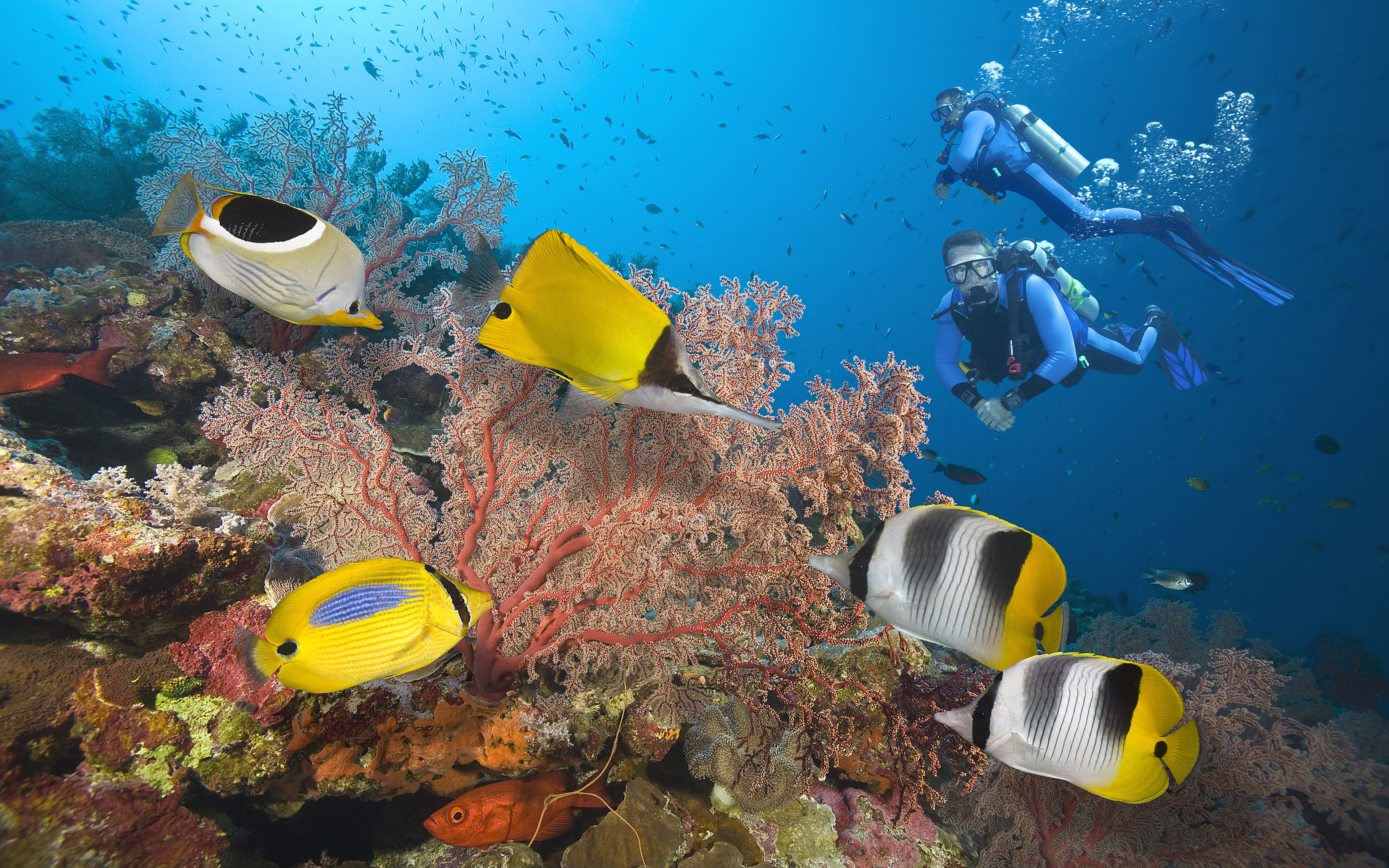 Great Barrier Reef Divers Seabed With Exotic Colorful Fish, Coral Hd  Wallpapers For Desktop : 