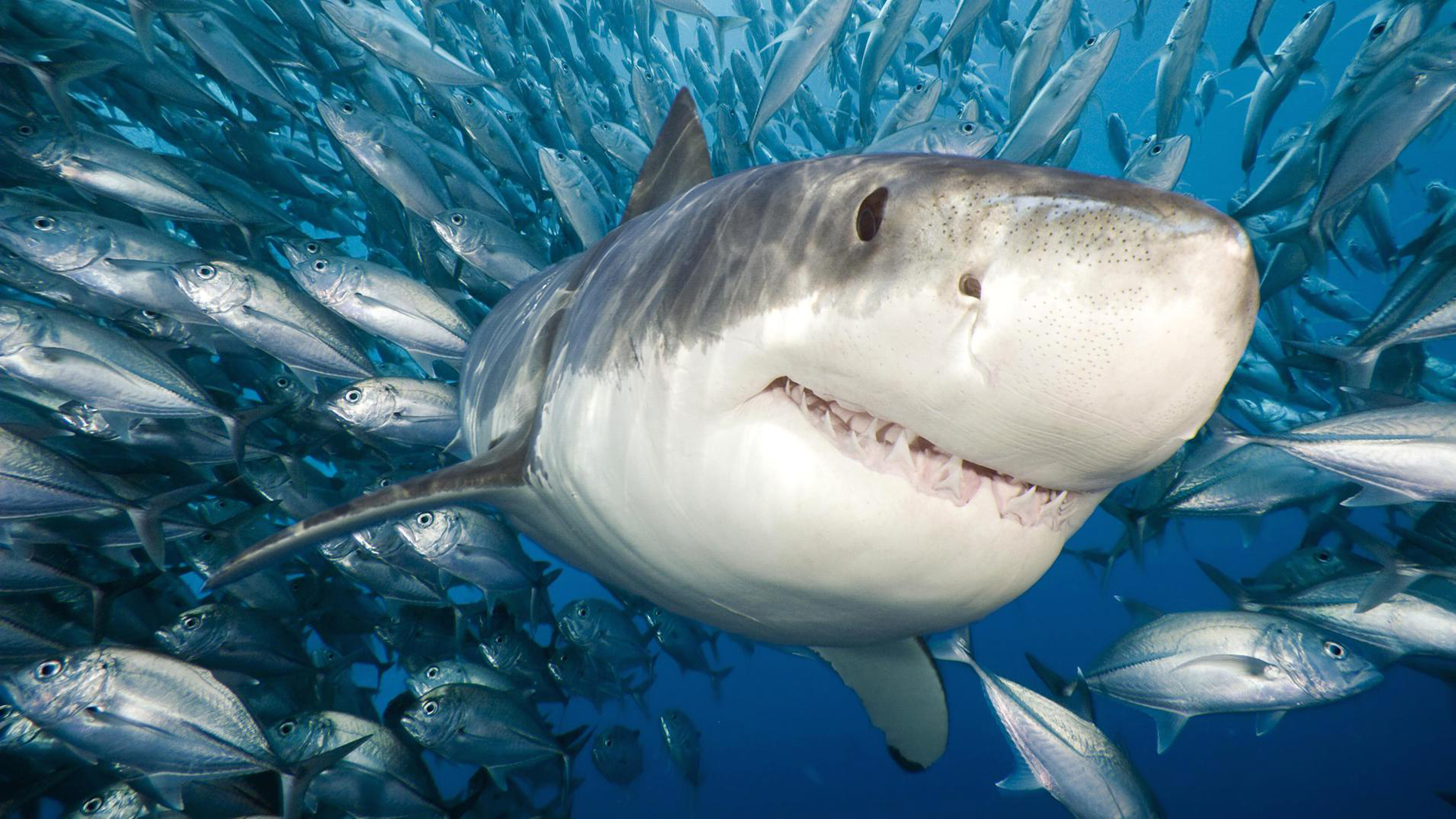 Great White Shark Accompanied By A Flock Of Fish Wallpaper Widescreen Hd.