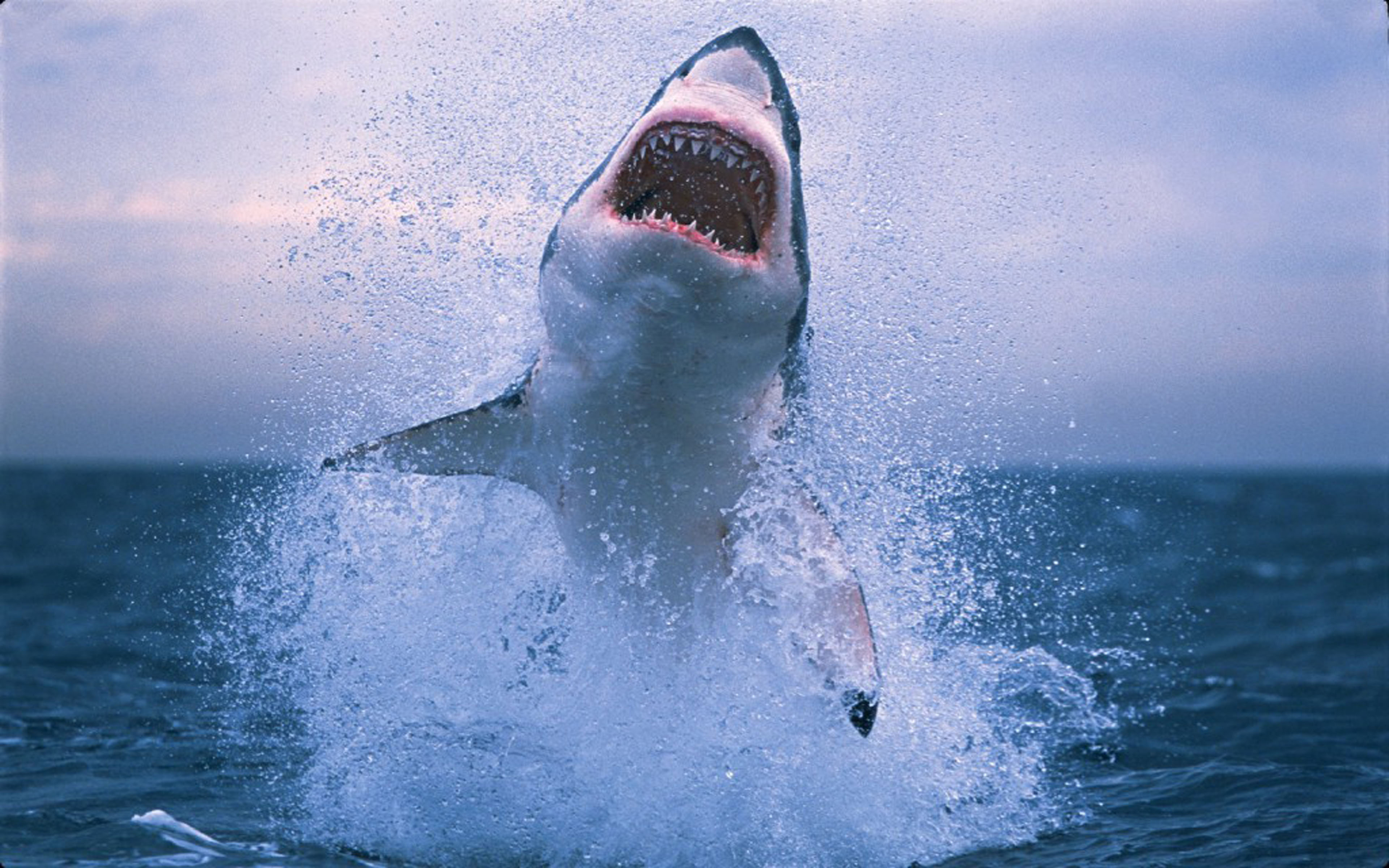 На телефон про акул. Большая белая акула (great White Shark). Белая акула с открытой пастью. Акула выпрыгивает из воды.