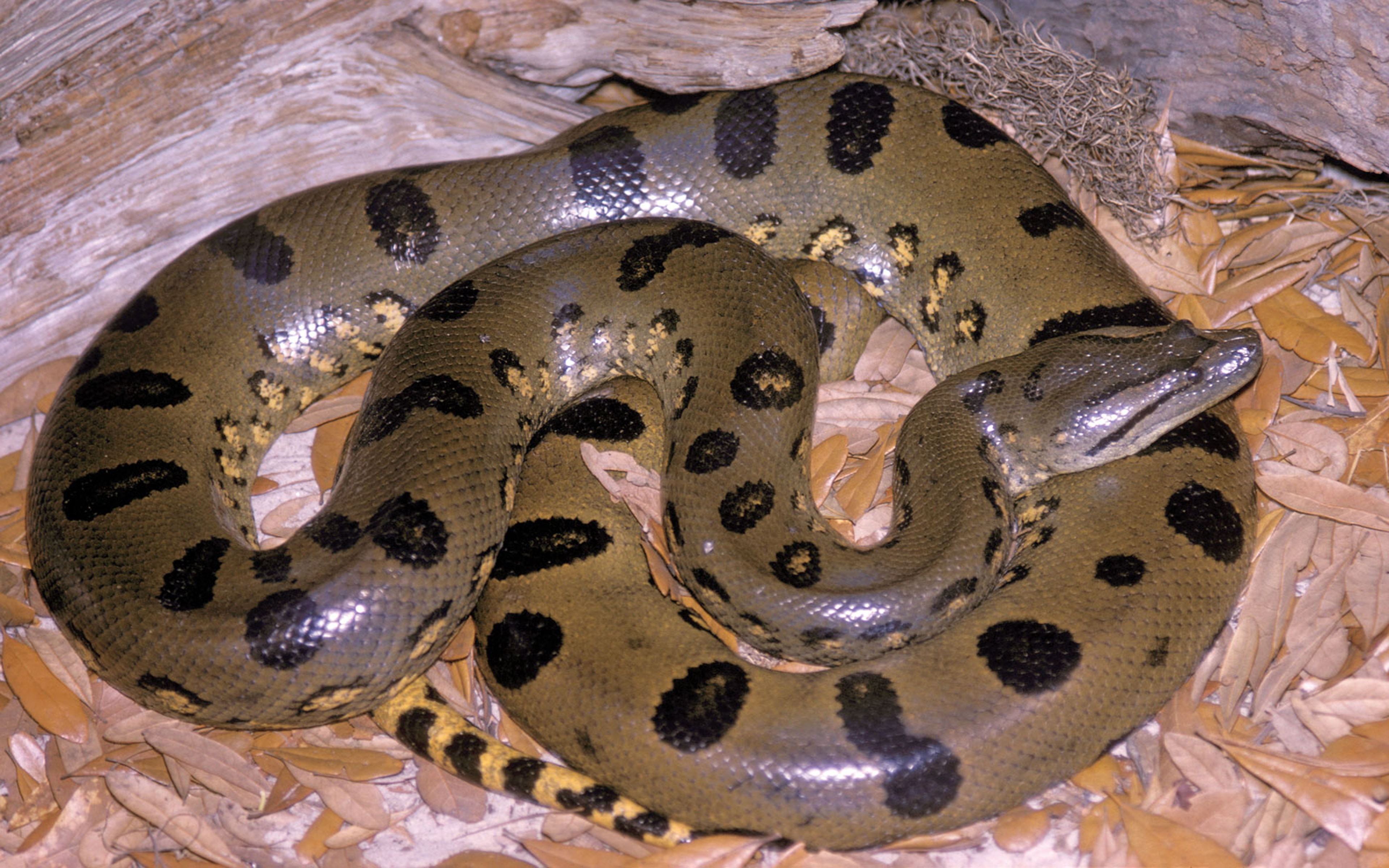 Anaconda (eunectes Murinus) South America : Wallpapers13.com