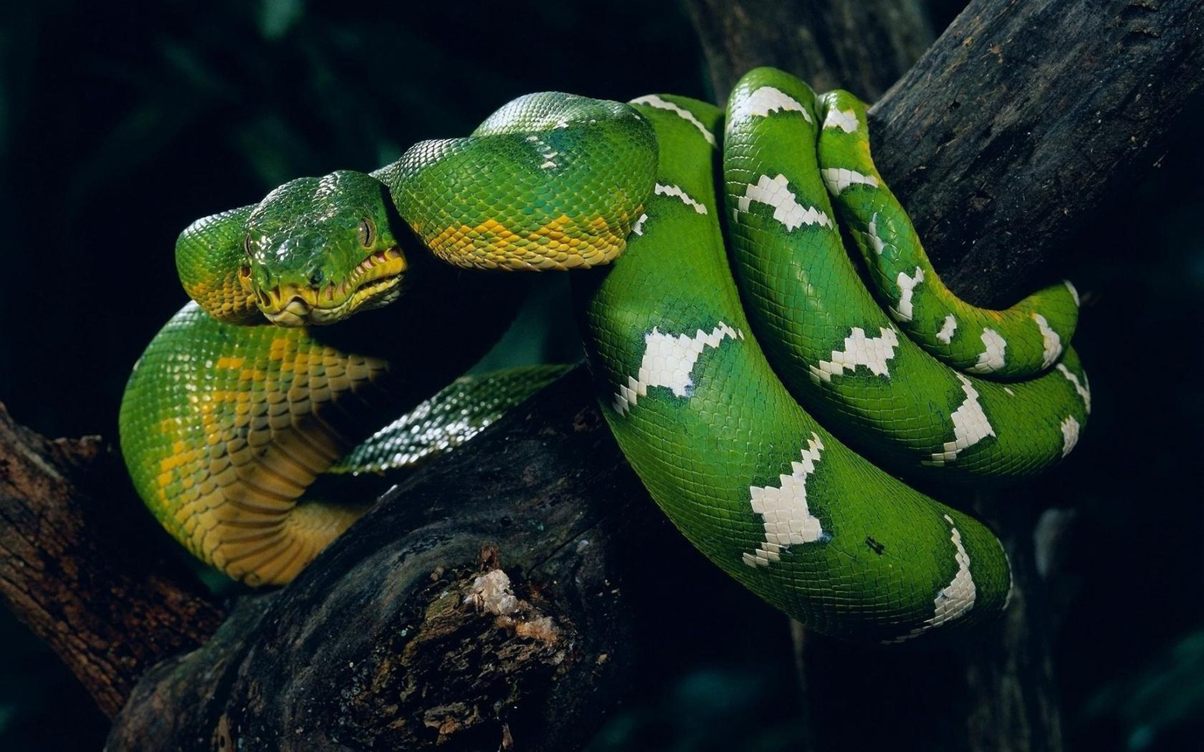 Змеи живут в тропическом лесу. Анаконда змея. Змея зеленая Анаконда. Трехголовая Кобра в Индии. Удав Анаконда Сельва.