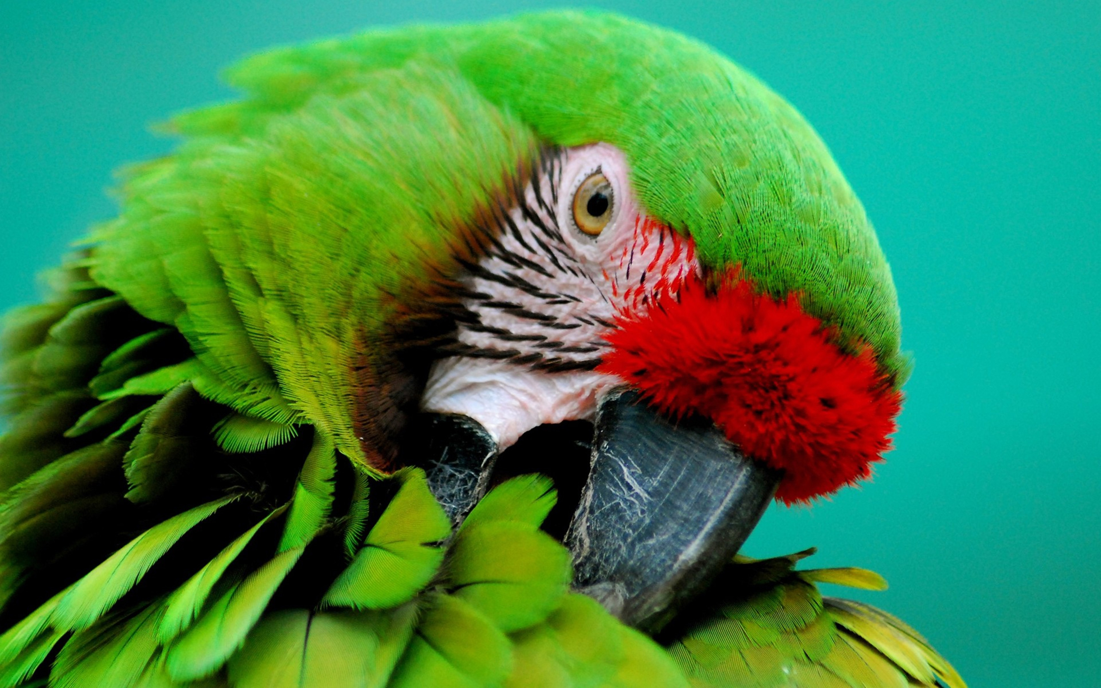 I ve parrot. Попугай ара. Попугай Паррот. Попугай ара зеленый. Попугай зеленый волнистик.