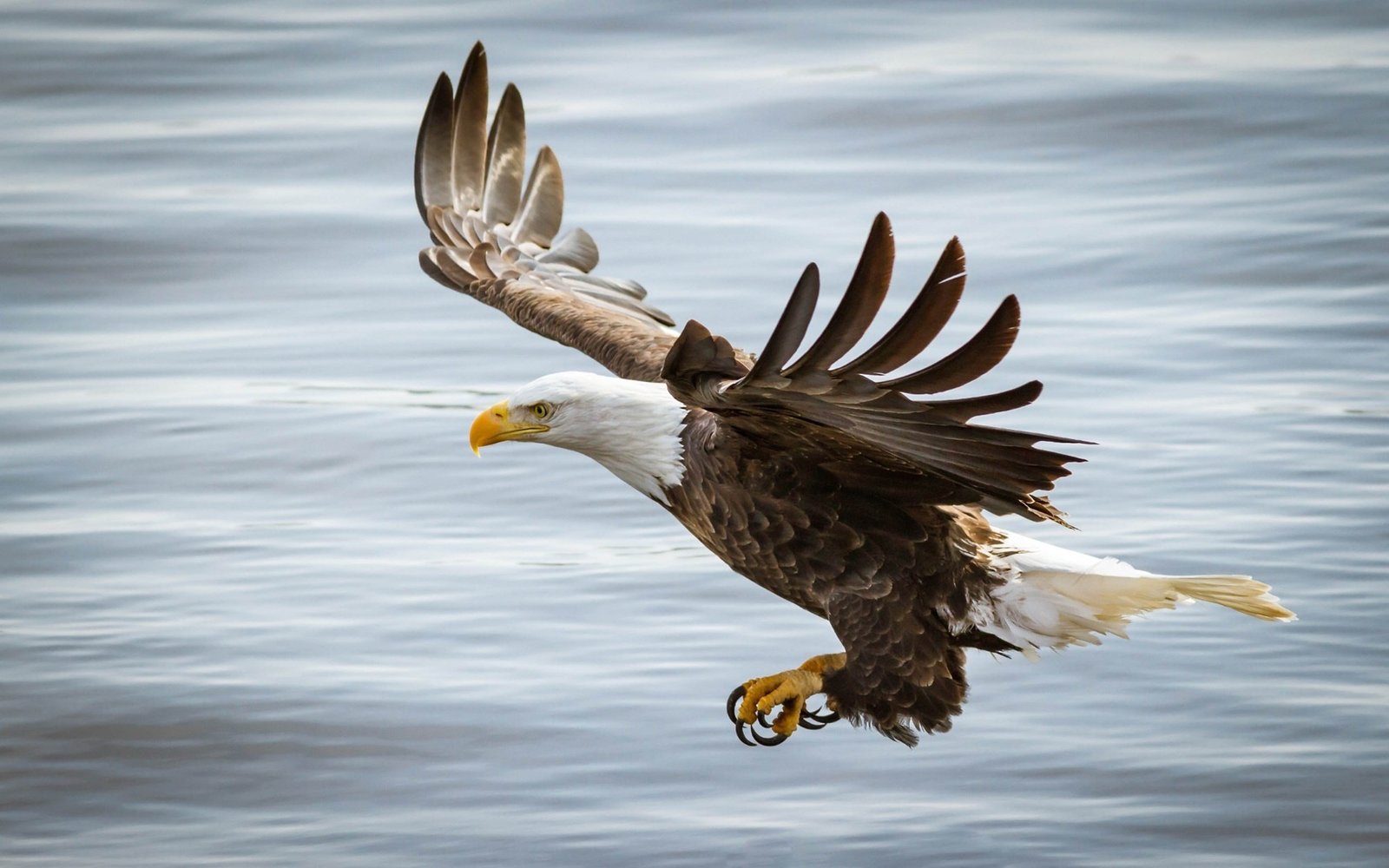 Eagle bird. Орлан-белохвост размах крыльев. Орлан-белохвост фото. Орлан-белохвост красная книга. "Белоголовый Орлан".