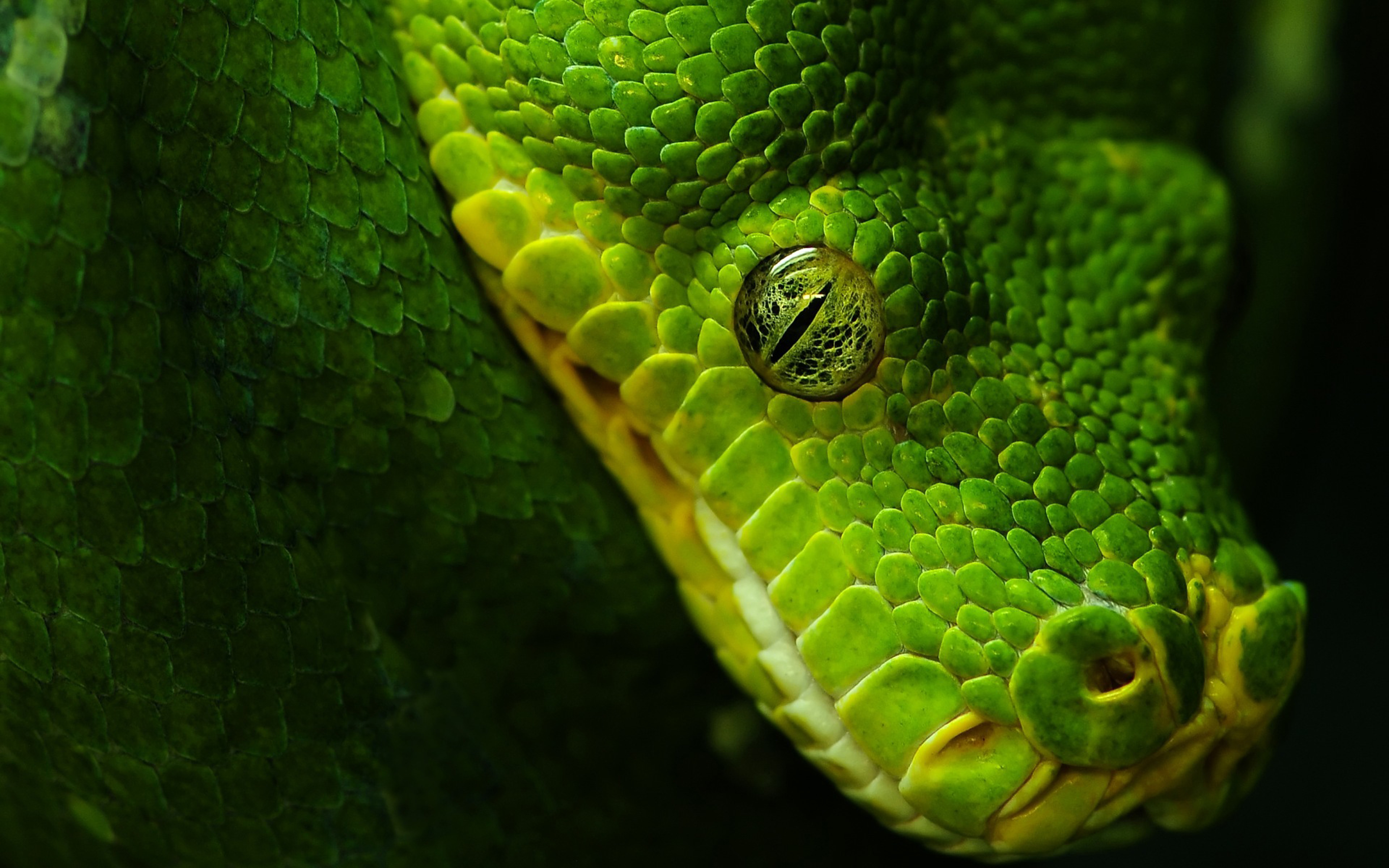 Змея хамелеон