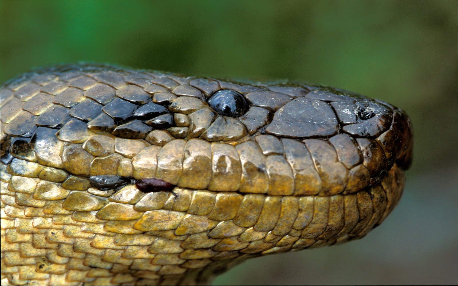 Thick snake. Анаконда змея. Королевская Анаконда змея. Анаконда eunectes murinus.