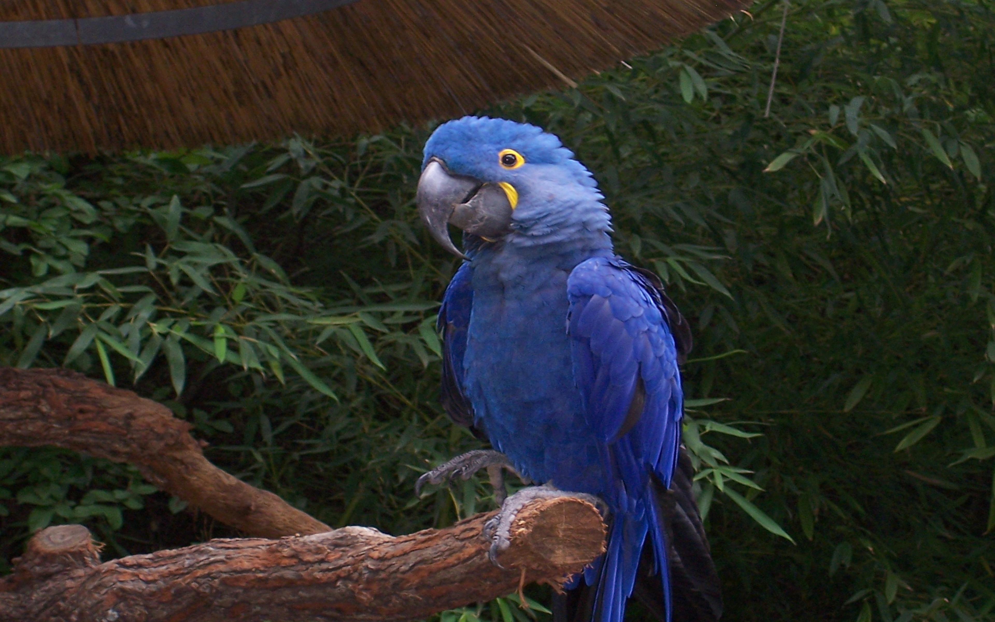 Hyacinth Macaw Parrots Desktop Wallpaper Hd : 