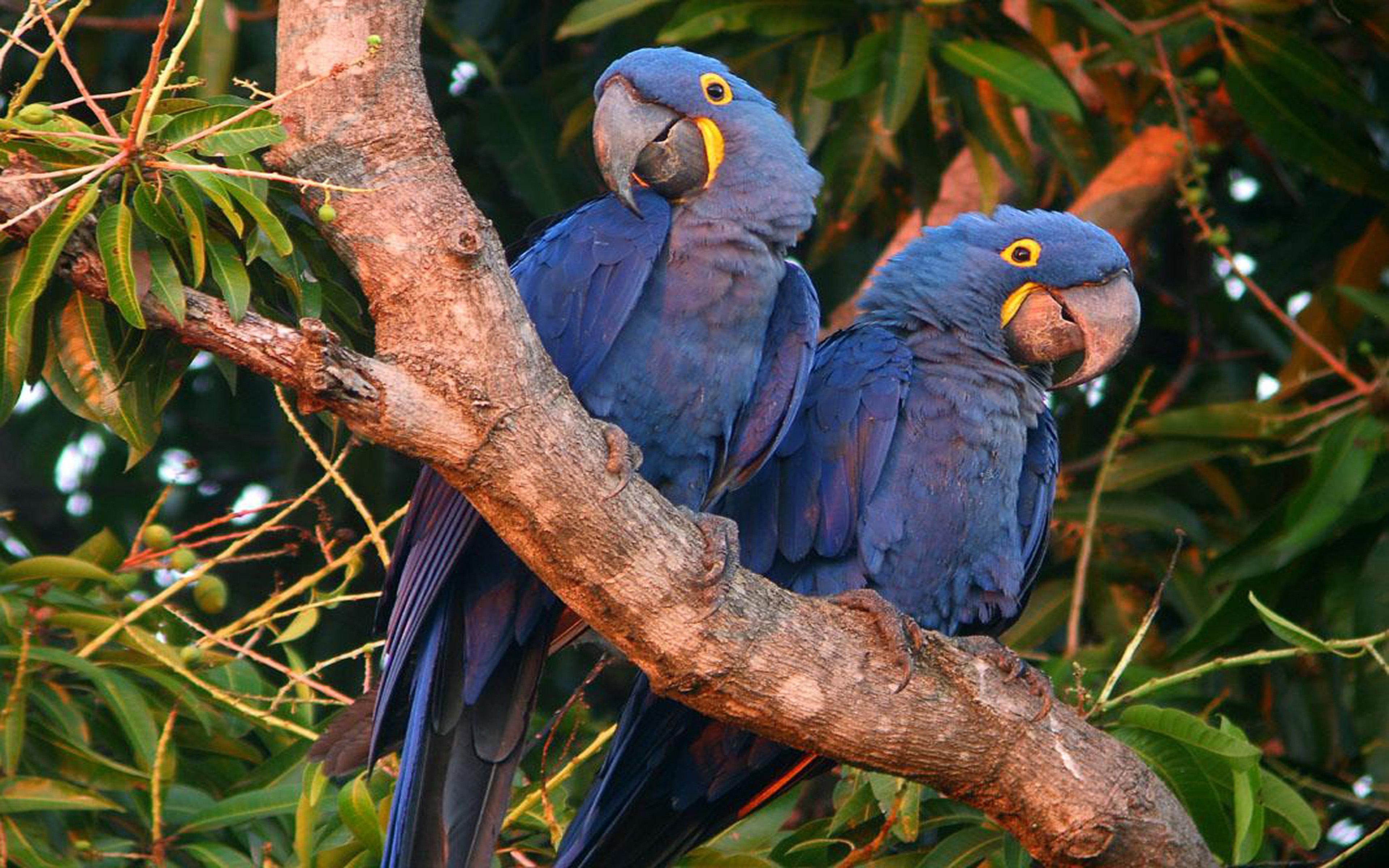 Hyacinth Macaw Wallpaper Native To Central And South America East