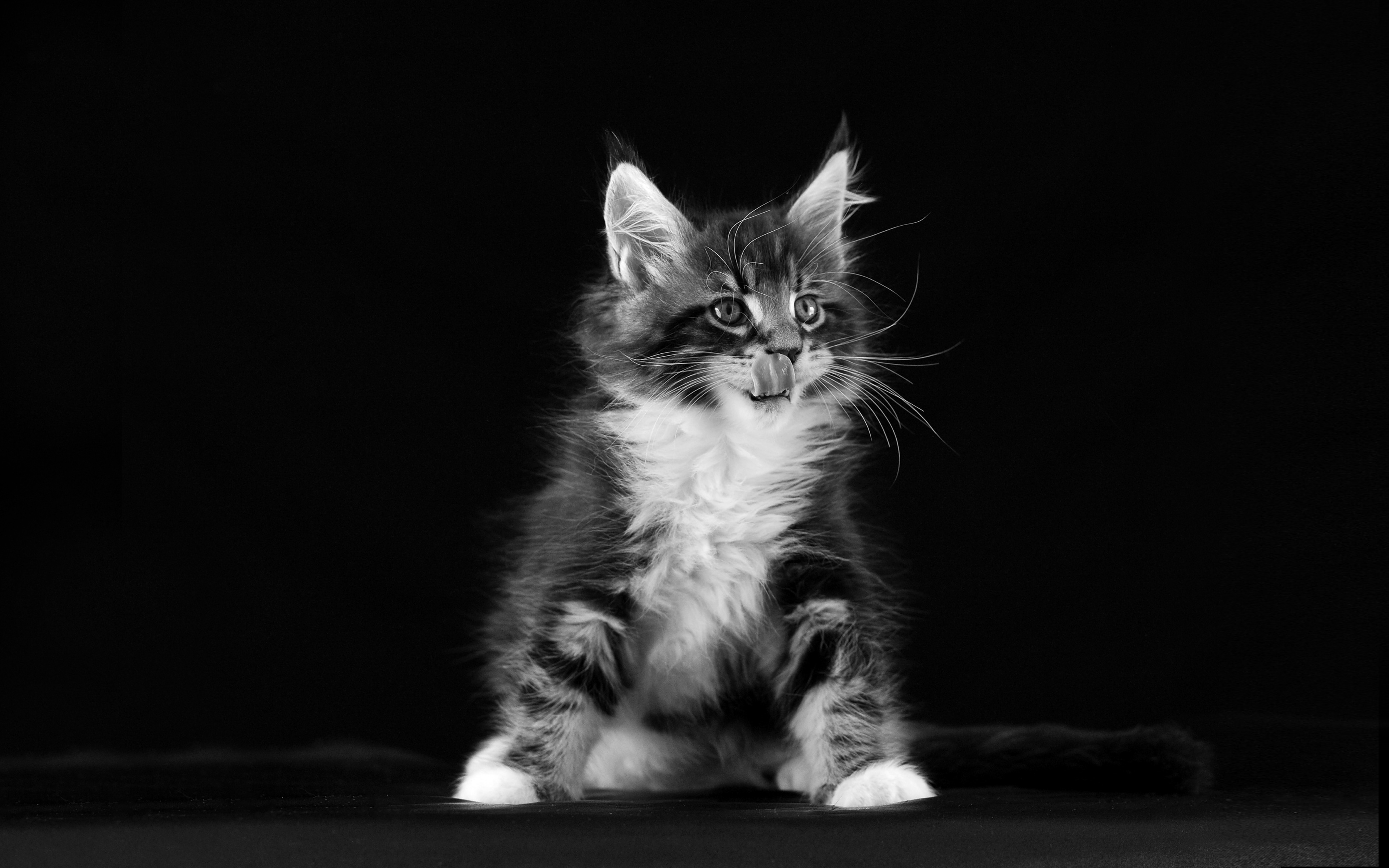 Kitten Black And White Desktop Wallpapers Hd ...
