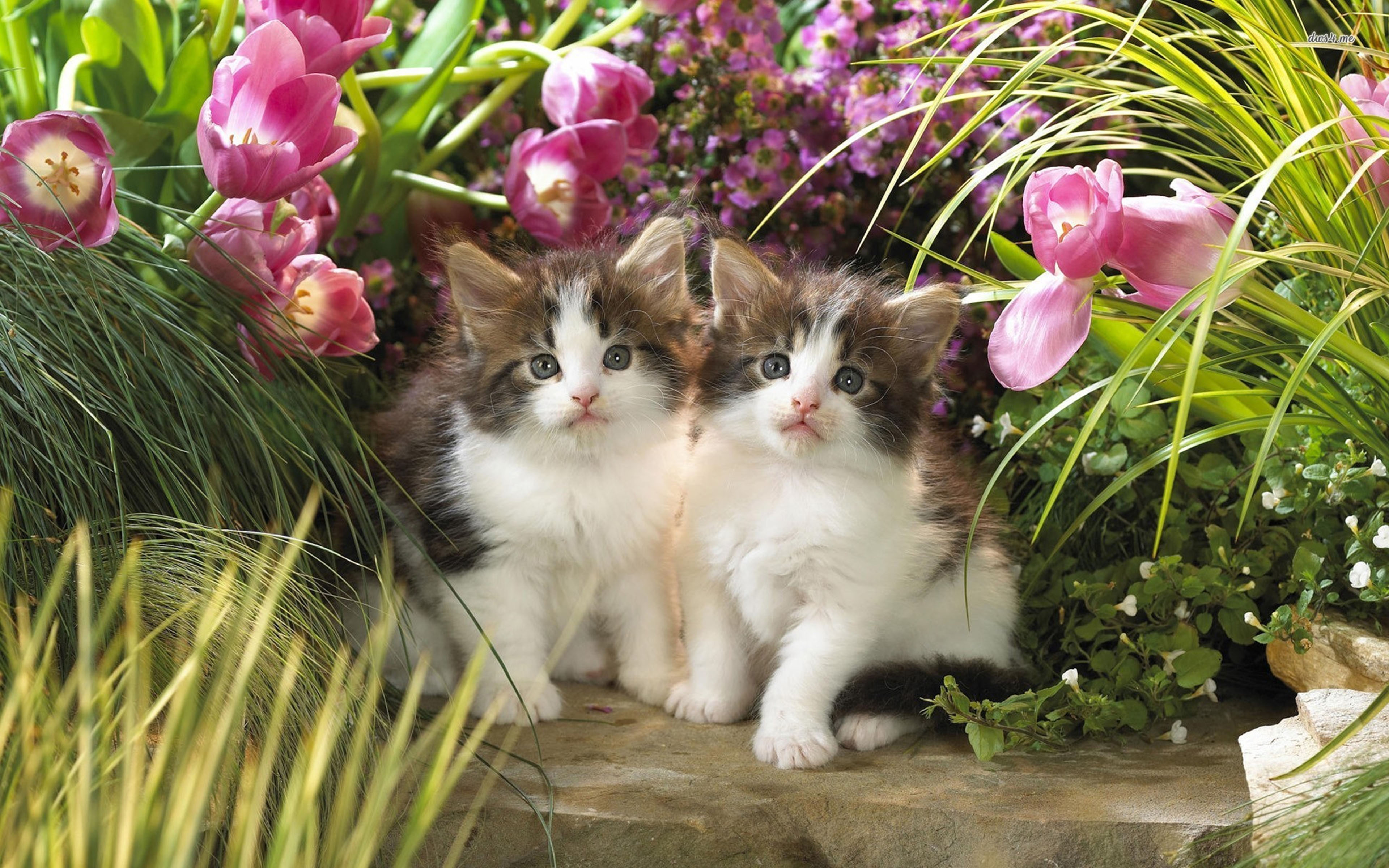 Кошка бесплатная живая. Котенок в цветах. Красивые котята. Кошечка с цветами. Котик с цветочком.