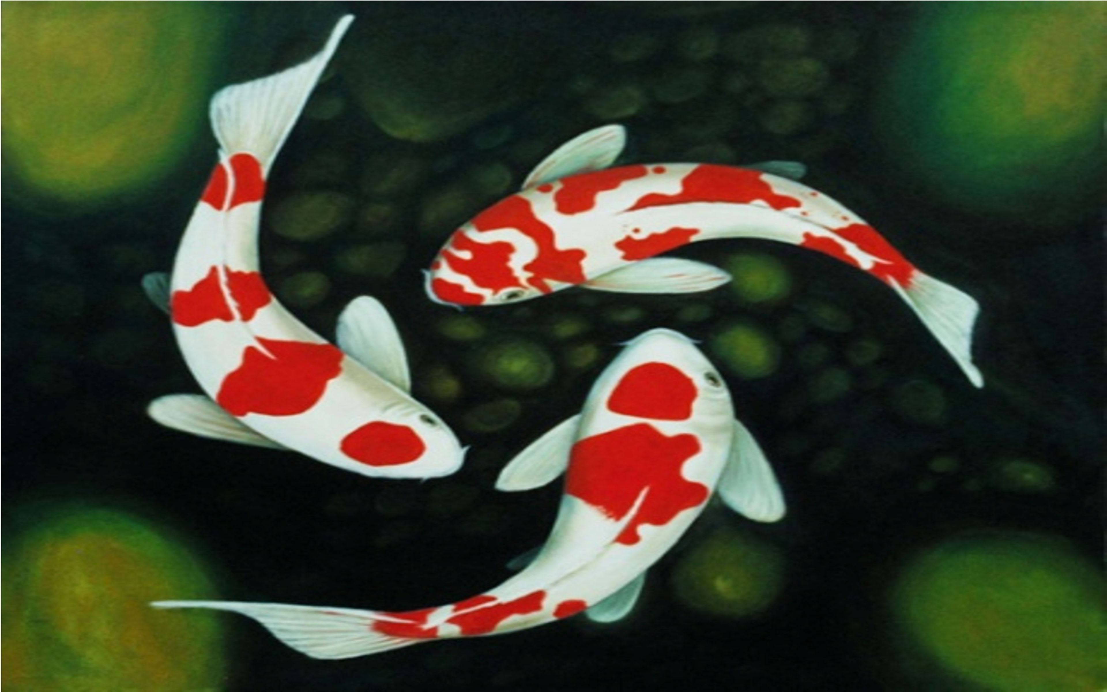 Koi Fishes Dekstop Wallpapers Hd : 