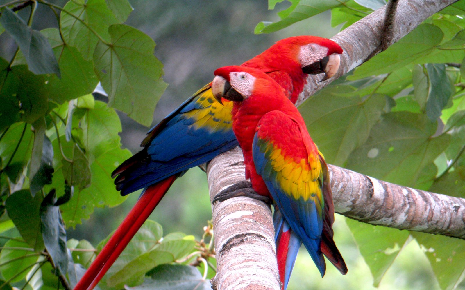 Large Tropical Parrot Colored Background Lap Top And Mobile Phones