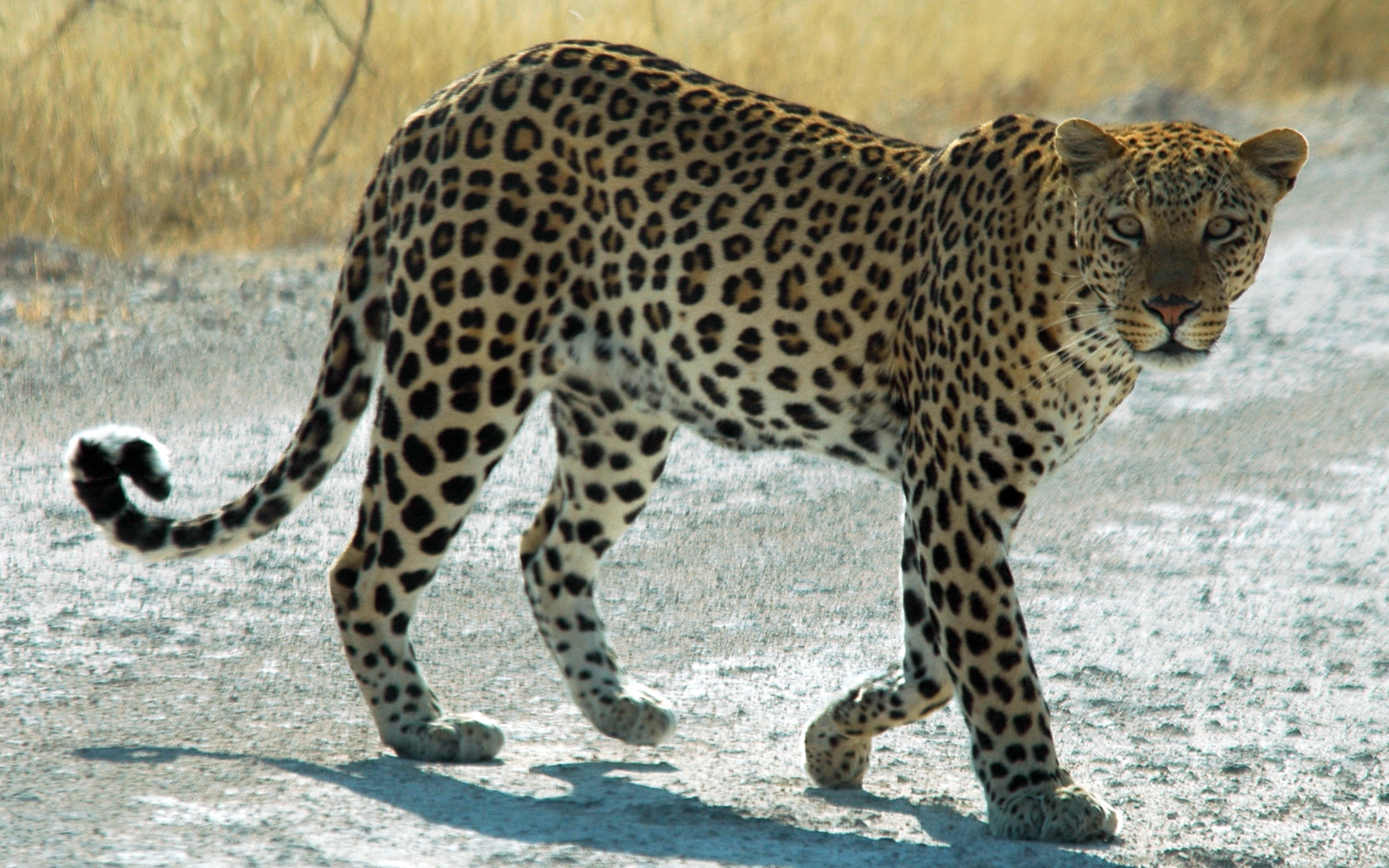 Leopard Kenya Tanzania Wallpaper Hd : 